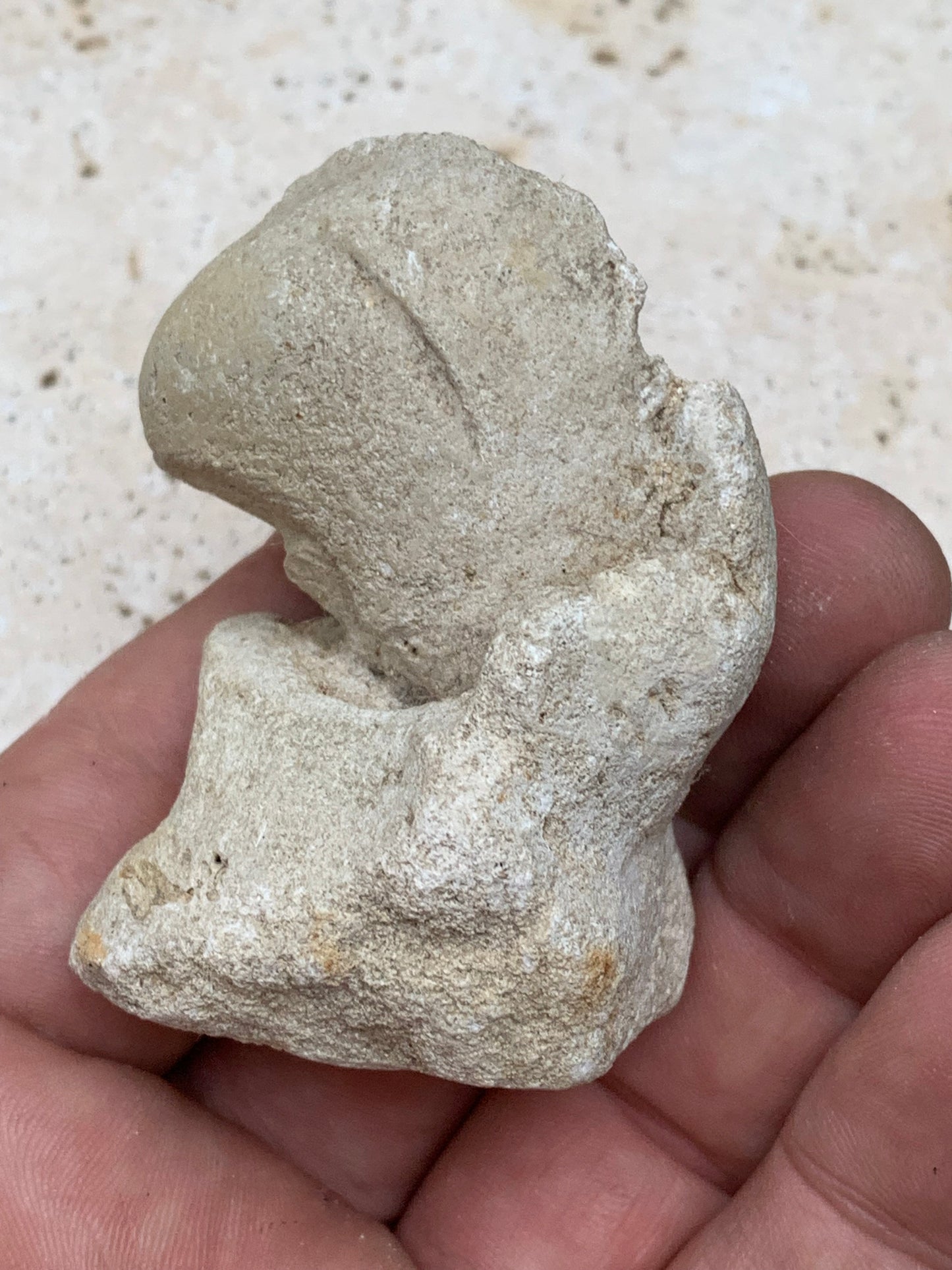 Dent fossile en calcaire, de 58mm x47 x36 / 85,9 grammes. Parfait pour étude, collection ou exposition..