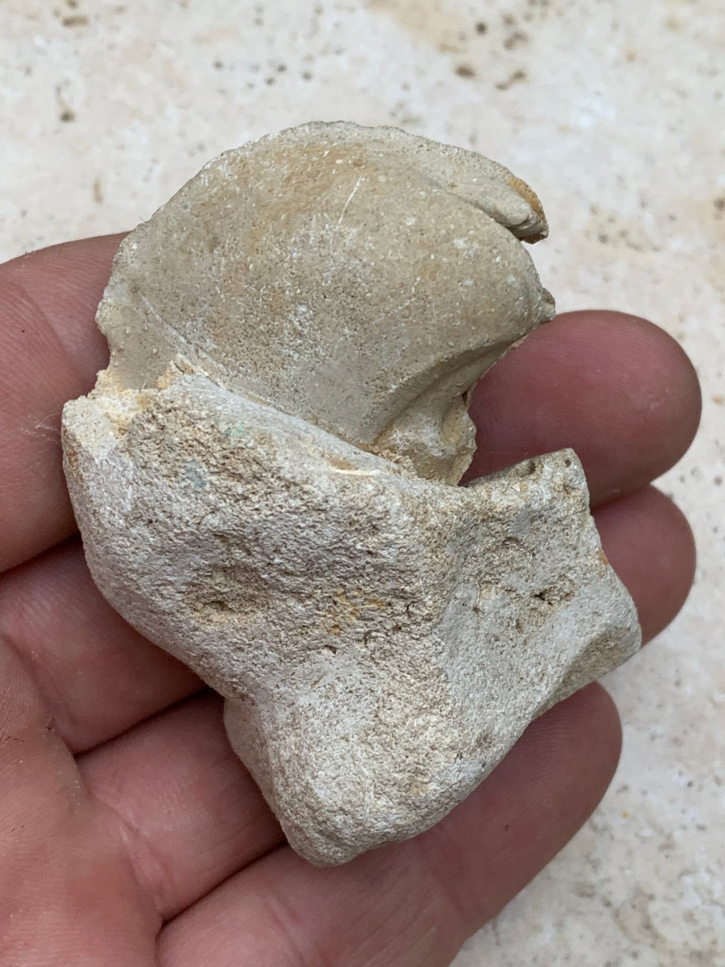 Dent fossile en calcaire, de 58mm x47 x36 / 85,9 grammes. Parfait pour étude, collection ou exposition..