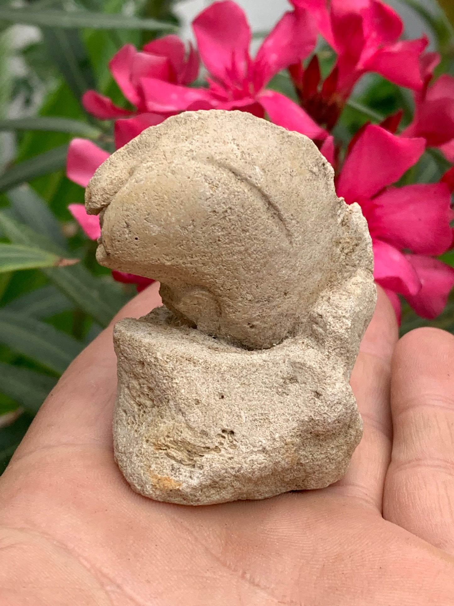 Dent fossile en calcaire, de 58mm x47 x36 / 85,9 grammes. Parfait pour étude, collection ou exposition..
