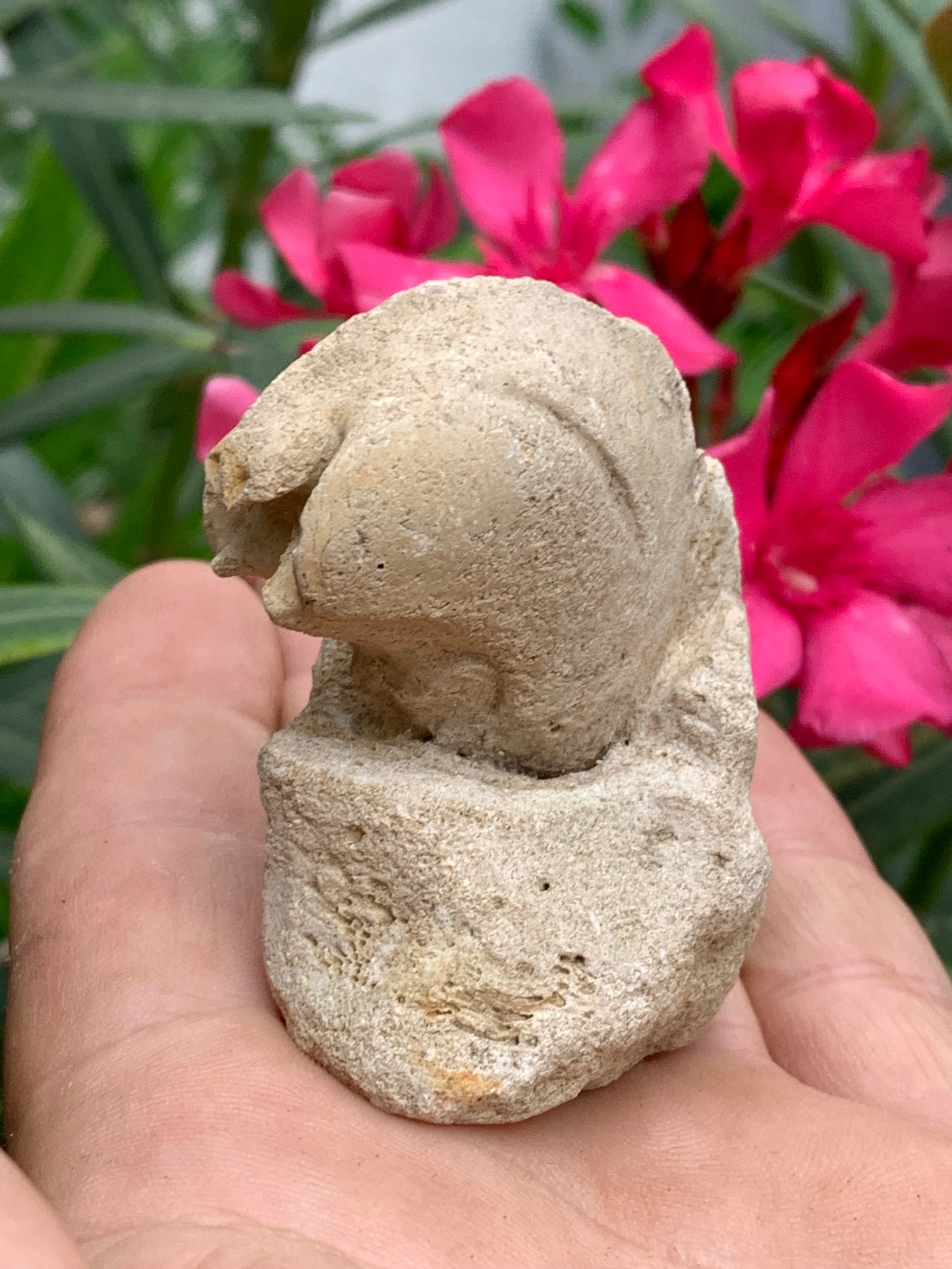 Dent fossile en calcaire, de 58mm x47 x36 / 85,9 grammes. Parfait pour étude, collection ou exposition..