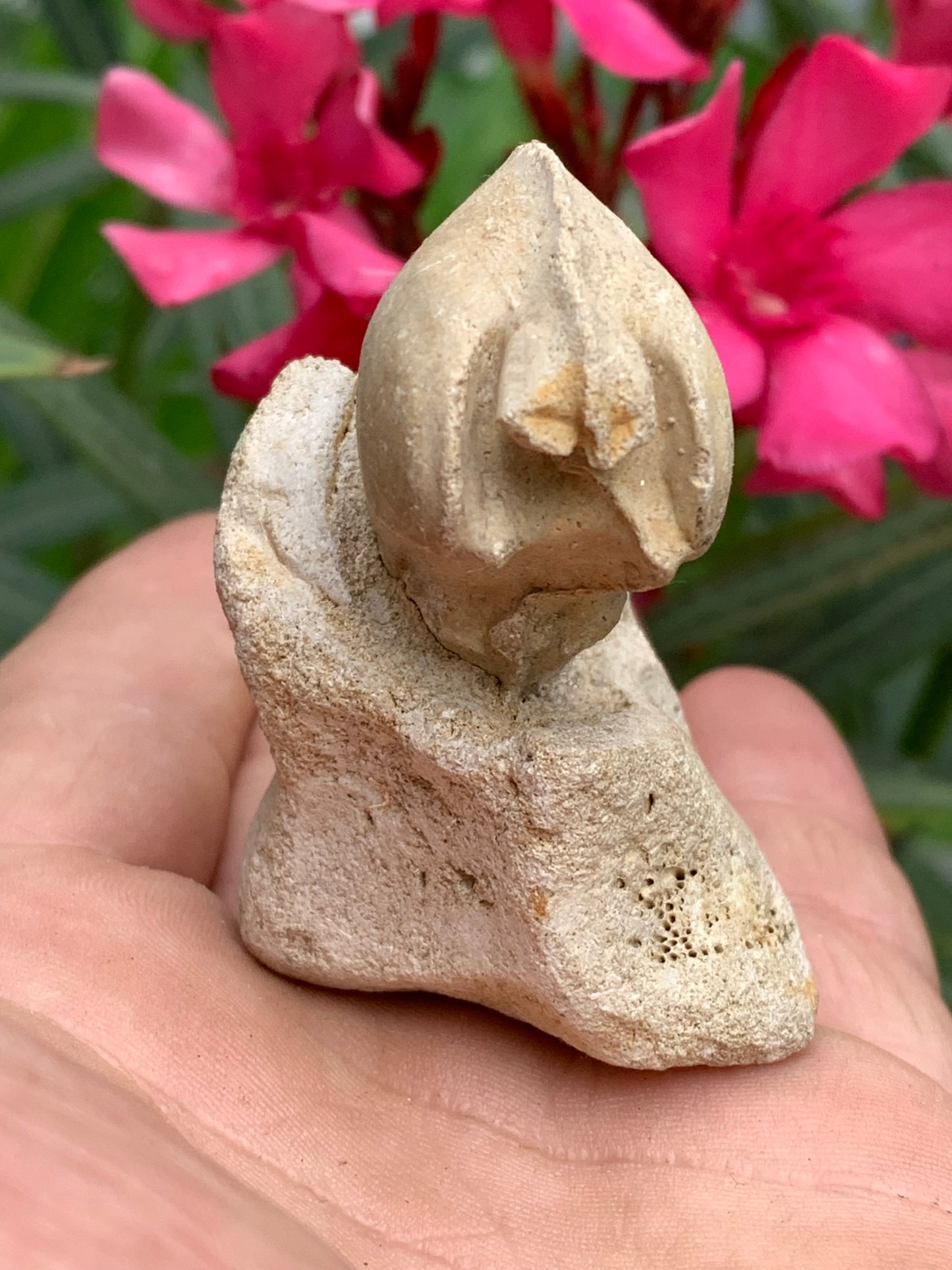 Dent fossile en calcaire, de 58mm x47 x36 / 85,9 grammes. Parfait pour étude, collection ou exposition..
