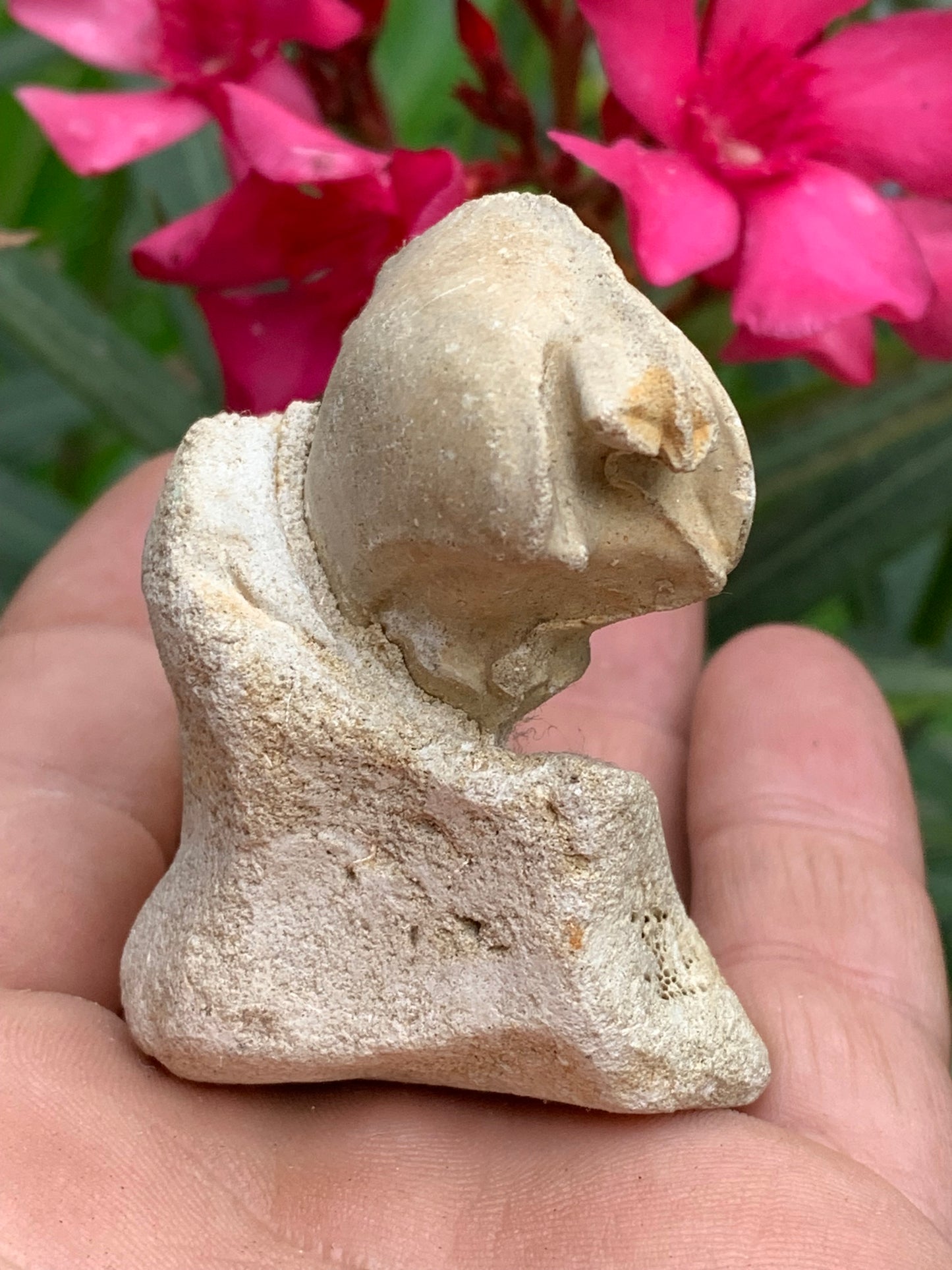 Dent fossile en calcaire, de 58mm x47 x36 / 85,9 grammes. Parfait pour étude, collection ou exposition..
