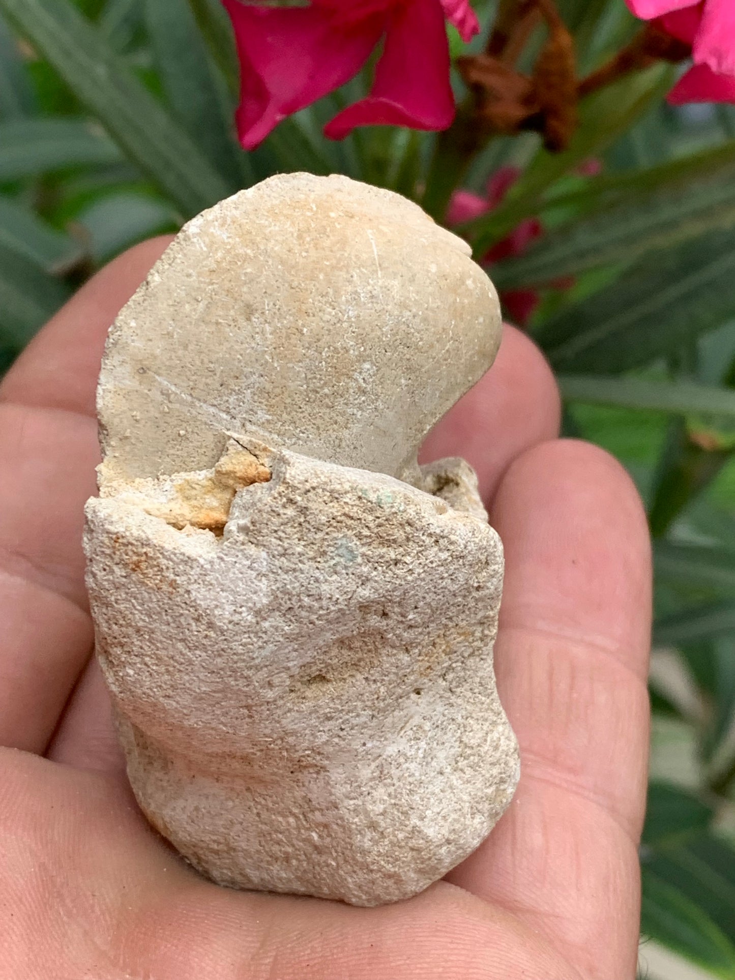 Dent fossile en calcaire, de 58mm x47 x36 / 85,9 grammes. Parfait pour étude, collection ou exposition..