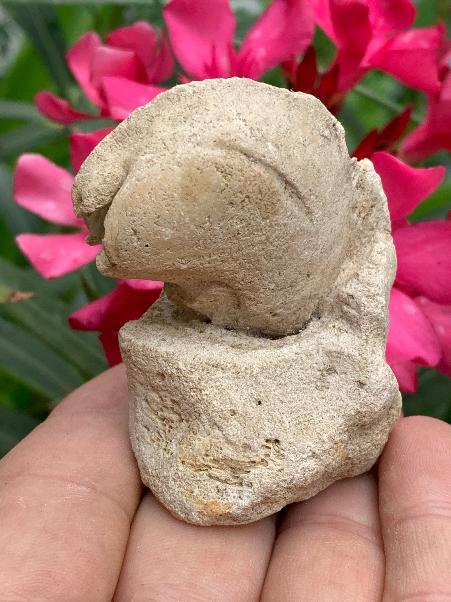 Dent fossile en calcaire, de 58mm x47 x36 / 85,9 grammes. Parfait pour étude, collection ou exposition..