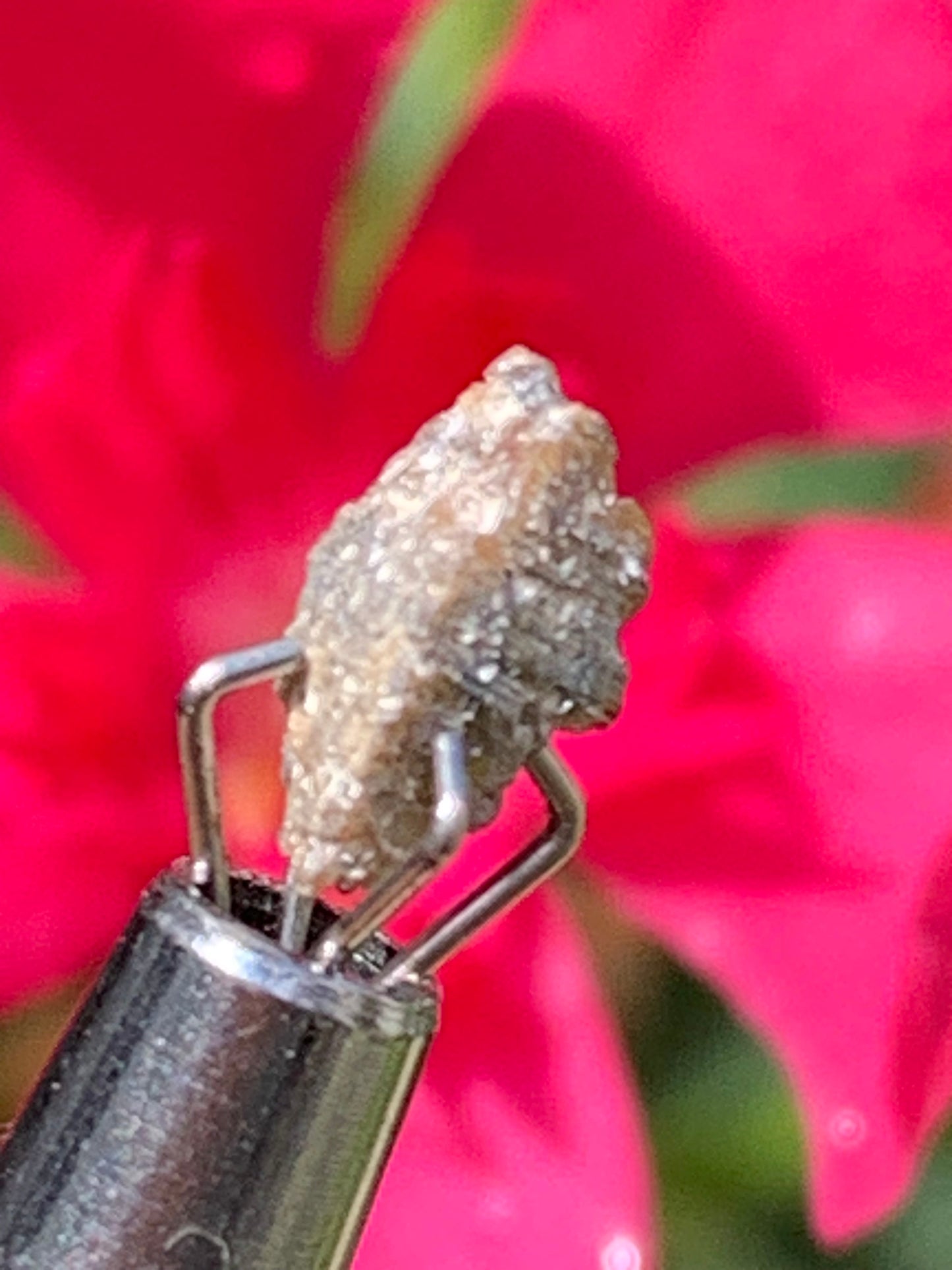 Anatase Diamantina, 8 mm x 3,3 x 3,3 - 1 gramme environ. Beau spécimen, cristaux parfois teintés de bleu (Titane) ou d’or !