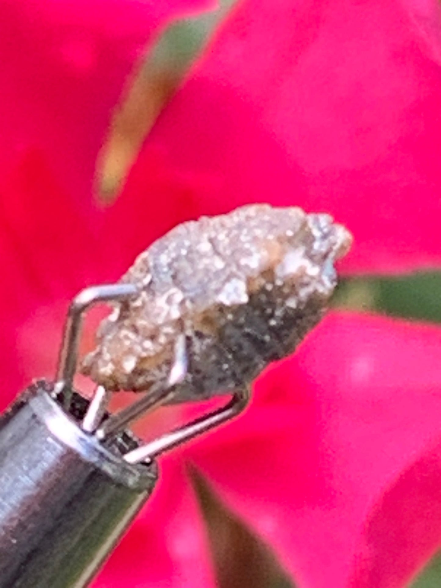 Anatase Diamantina, 8 mm x 3,3 x 3,3 - 1 gramme environ. Beau spécimen, cristaux parfois teintés de bleu (Titane) ou d’or !
