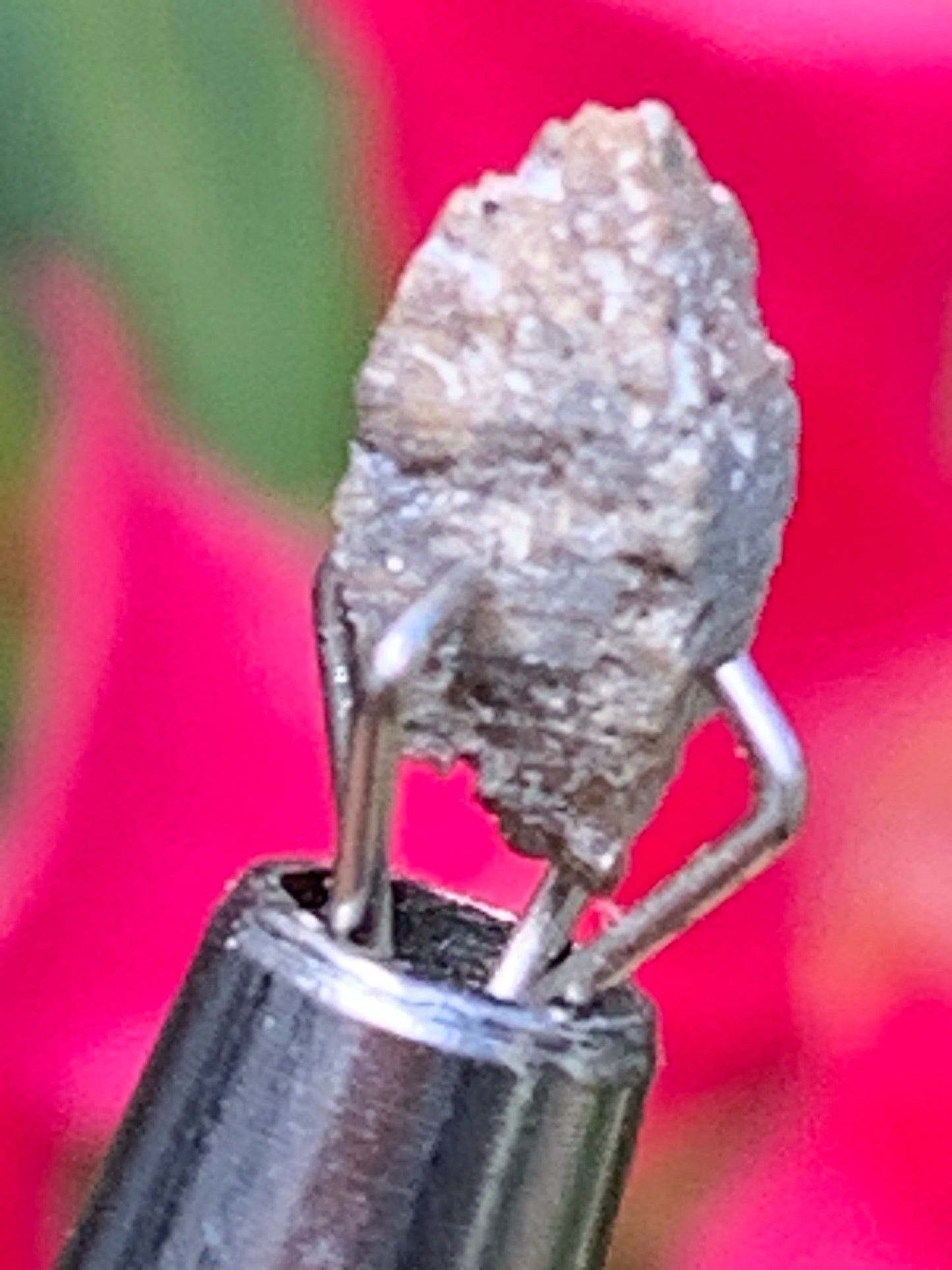 Anatase Diamantina, 8 mm x 3,3 x 3,3 - 1 gramme environ. Beau spécimen, cristaux parfois teintés de bleu (Titane) ou d’or !