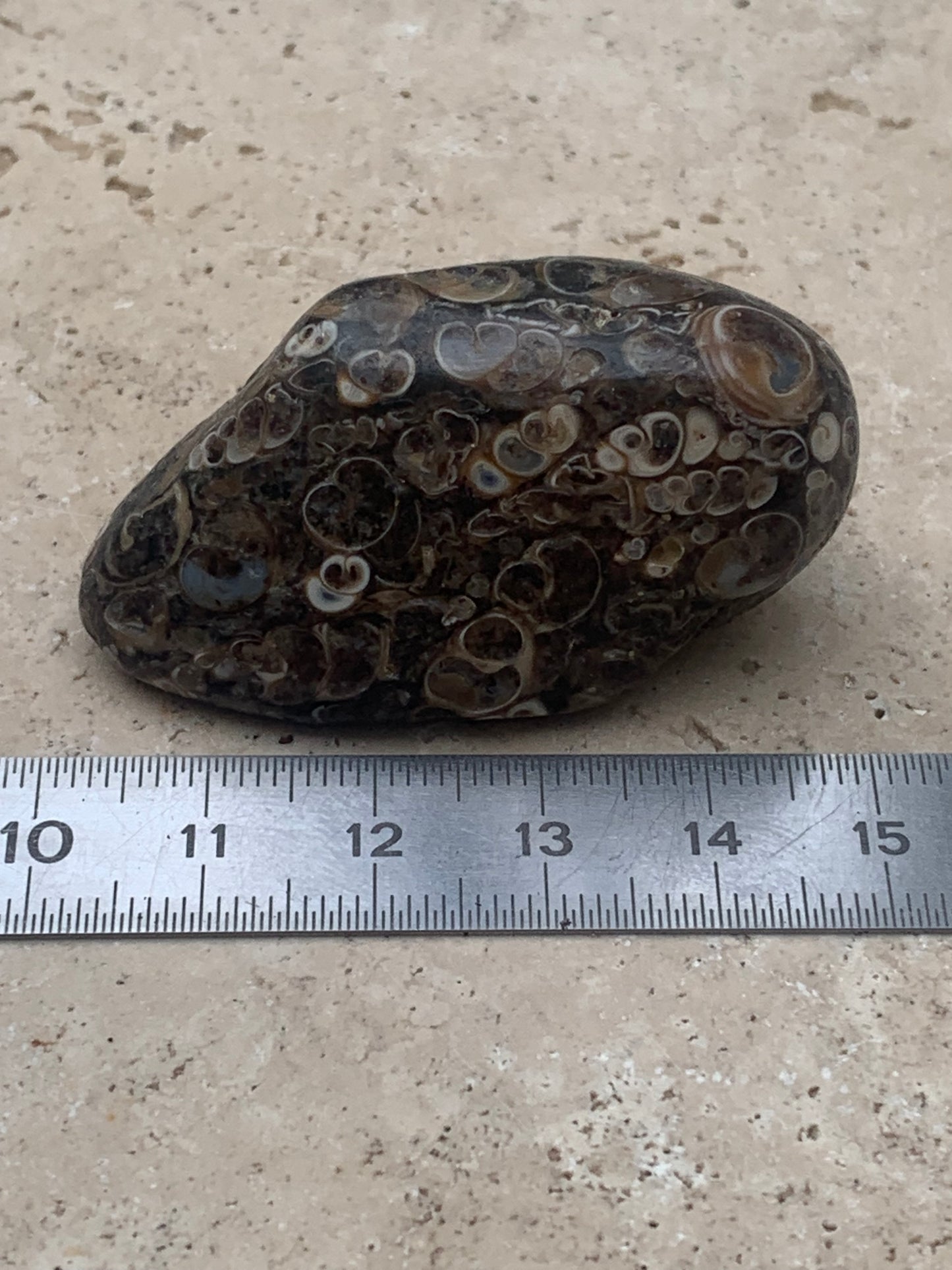 Agate turitelle/ fossile, de 50mm de hauteur x 27 de largeur x 25 d'épaisseur - 37,5 grammes. Magnifique pierre roulée faîte de fossiles !