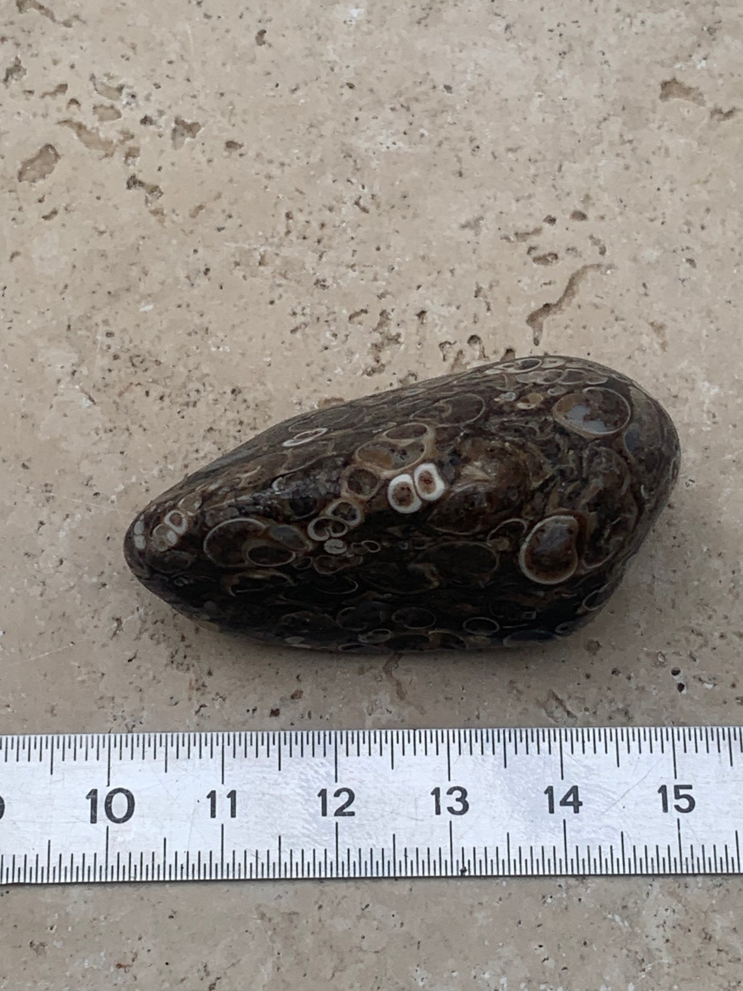 Agate turitelle/ fossile, de 50mm de hauteur x 27 de largeur x 25 d'épaisseur - 37,5 grammes. Magnifique pierre roulée faîte de fossiles !