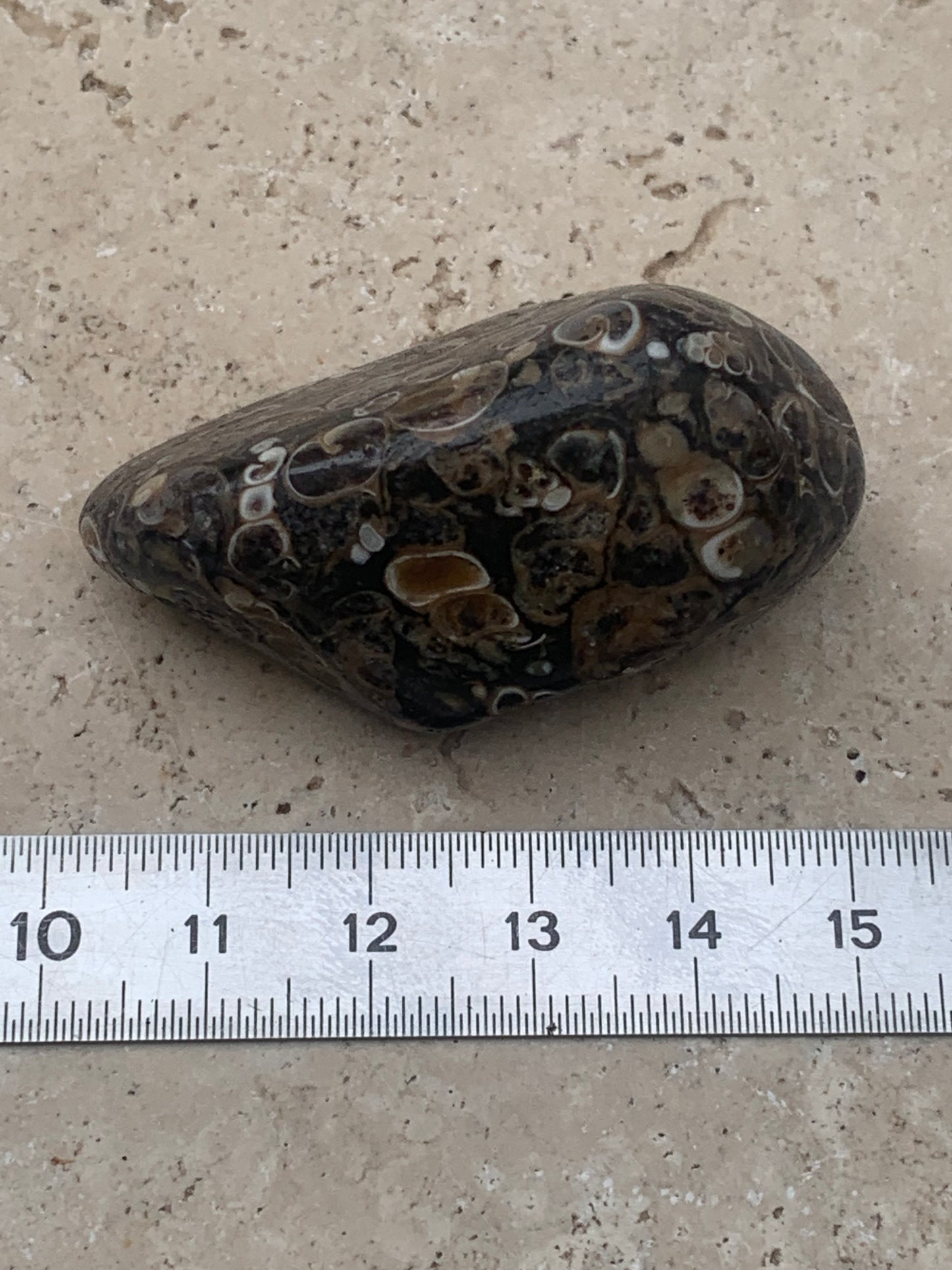 Agate turitelle/ fossile, de 50mm de hauteur x 27 de largeur x 25 d'épaisseur - 37,5 grammes. Magnifique pierre roulée faîte de fossiles !