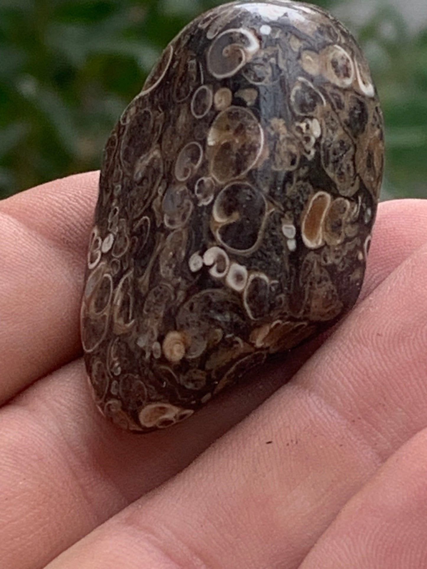 Agate turitelle/ fossile, de 50mm de hauteur x 27 de largeur x 25 d'épaisseur - 37,5 grammes. Magnifique pierre roulée faîte de fossiles !