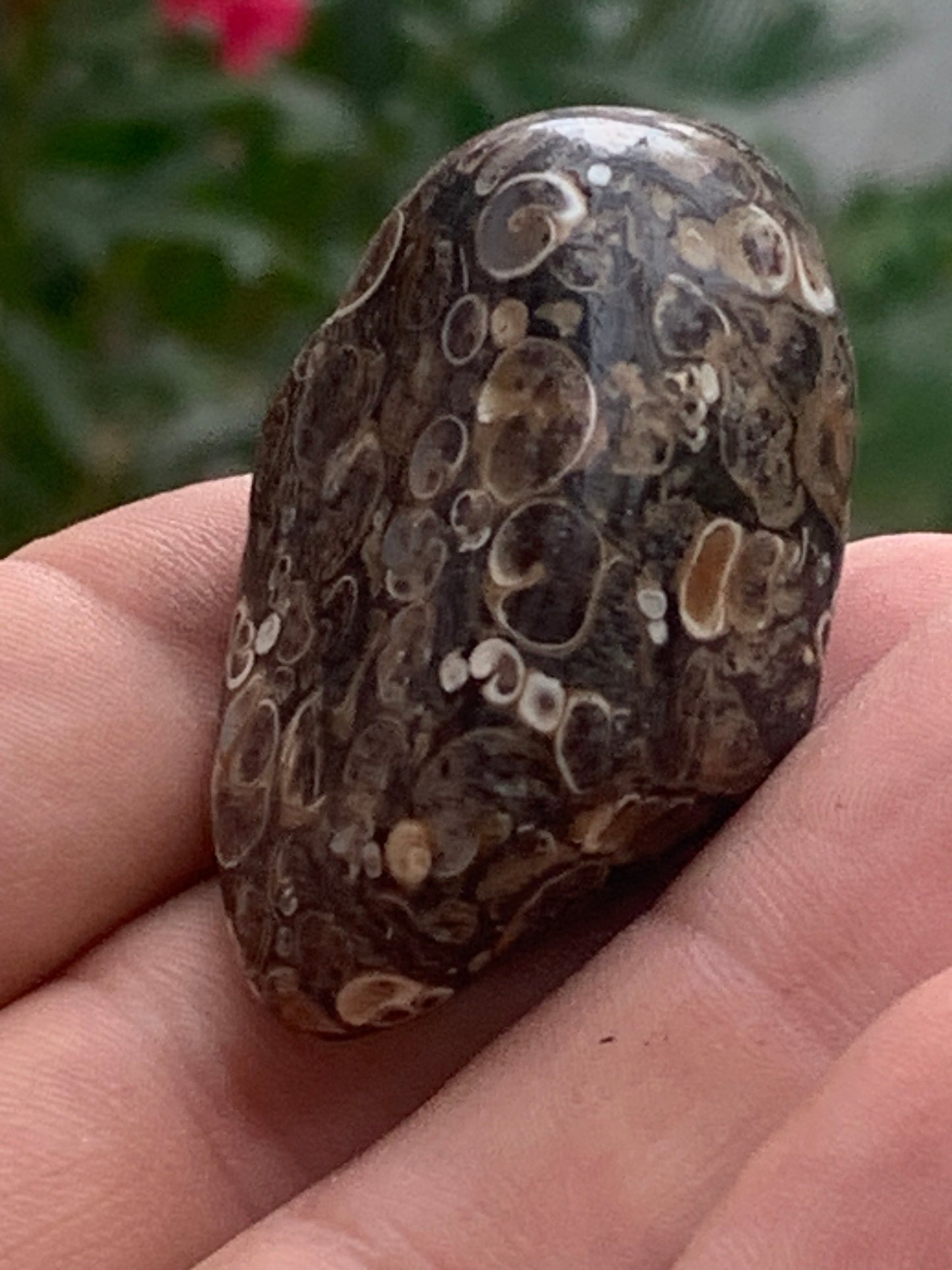 Agate turitelle/ fossile, de 50mm de hauteur x 27 de largeur x 25 d'épaisseur - 37,5 grammes. Magnifique pierre roulée faîte de fossiles !