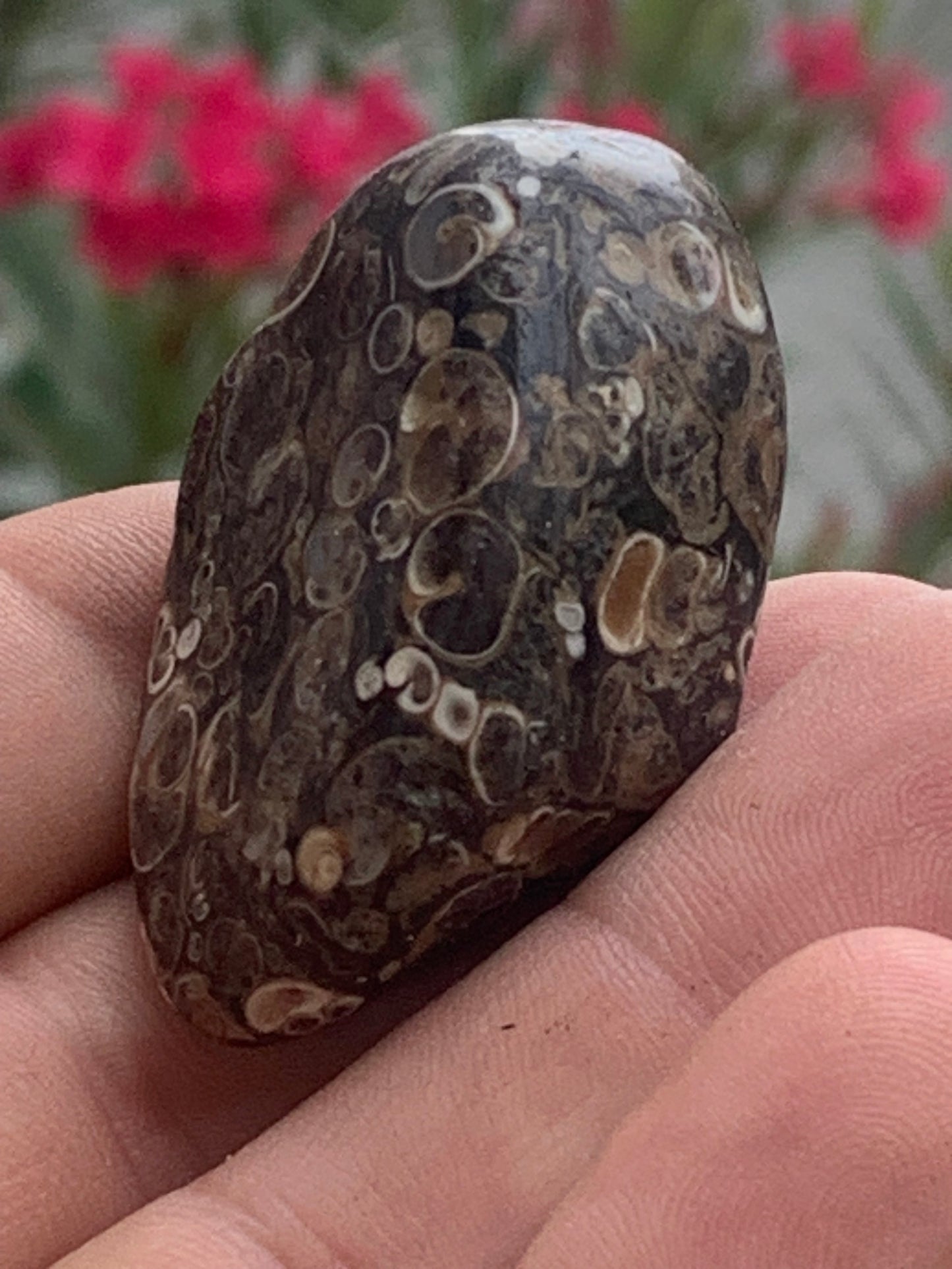 Agate turitelle/ fossile, de 50mm de hauteur x 27 de largeur x 25 d'épaisseur - 37,5 grammes. Magnifique pierre roulée faîte de fossiles !