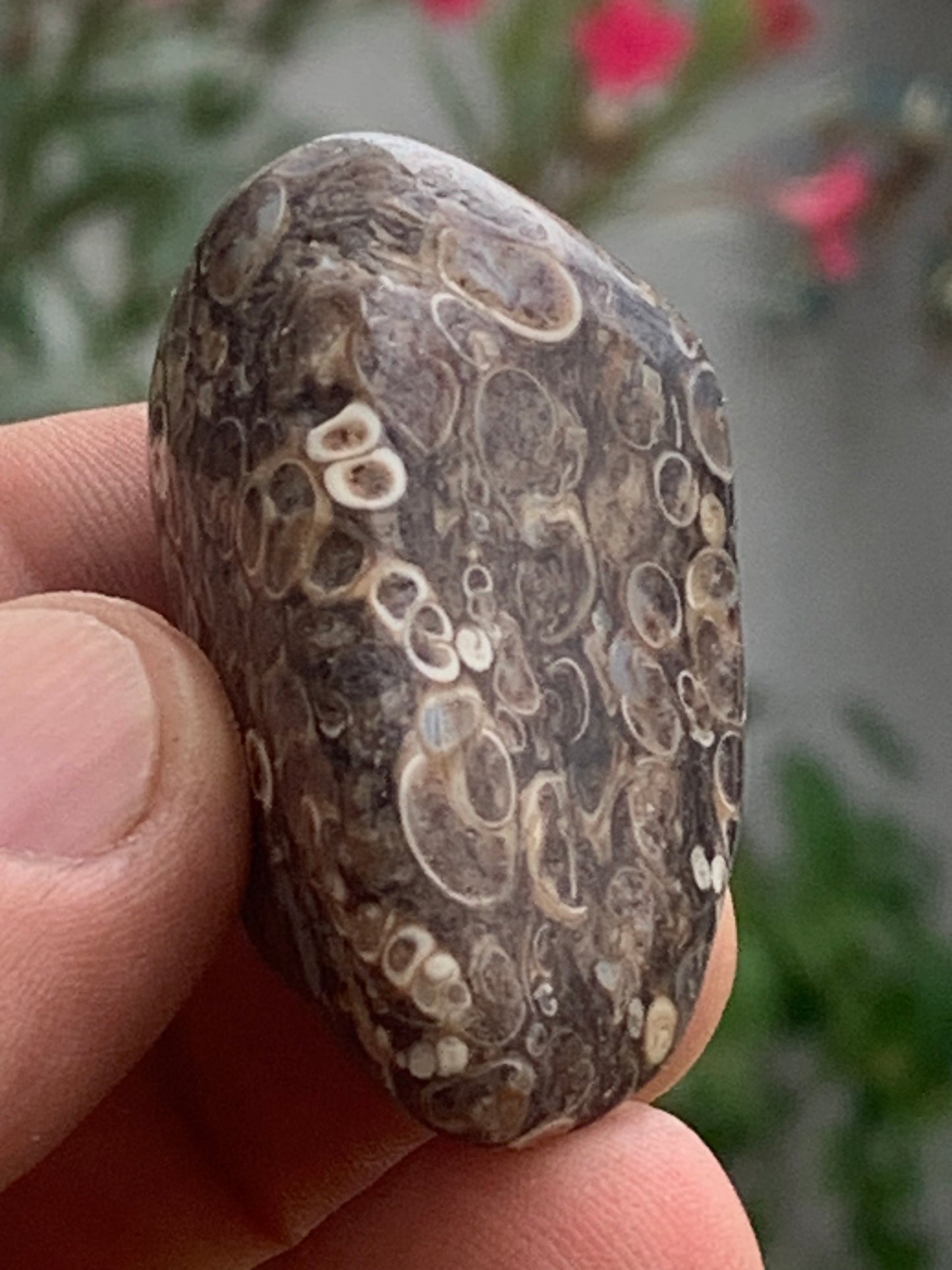 Agate turitelle/ fossile, de 50mm de hauteur x 27 de largeur x 25 d'épaisseur - 37,5 grammes. Magnifique pierre roulée faîte de fossiles !