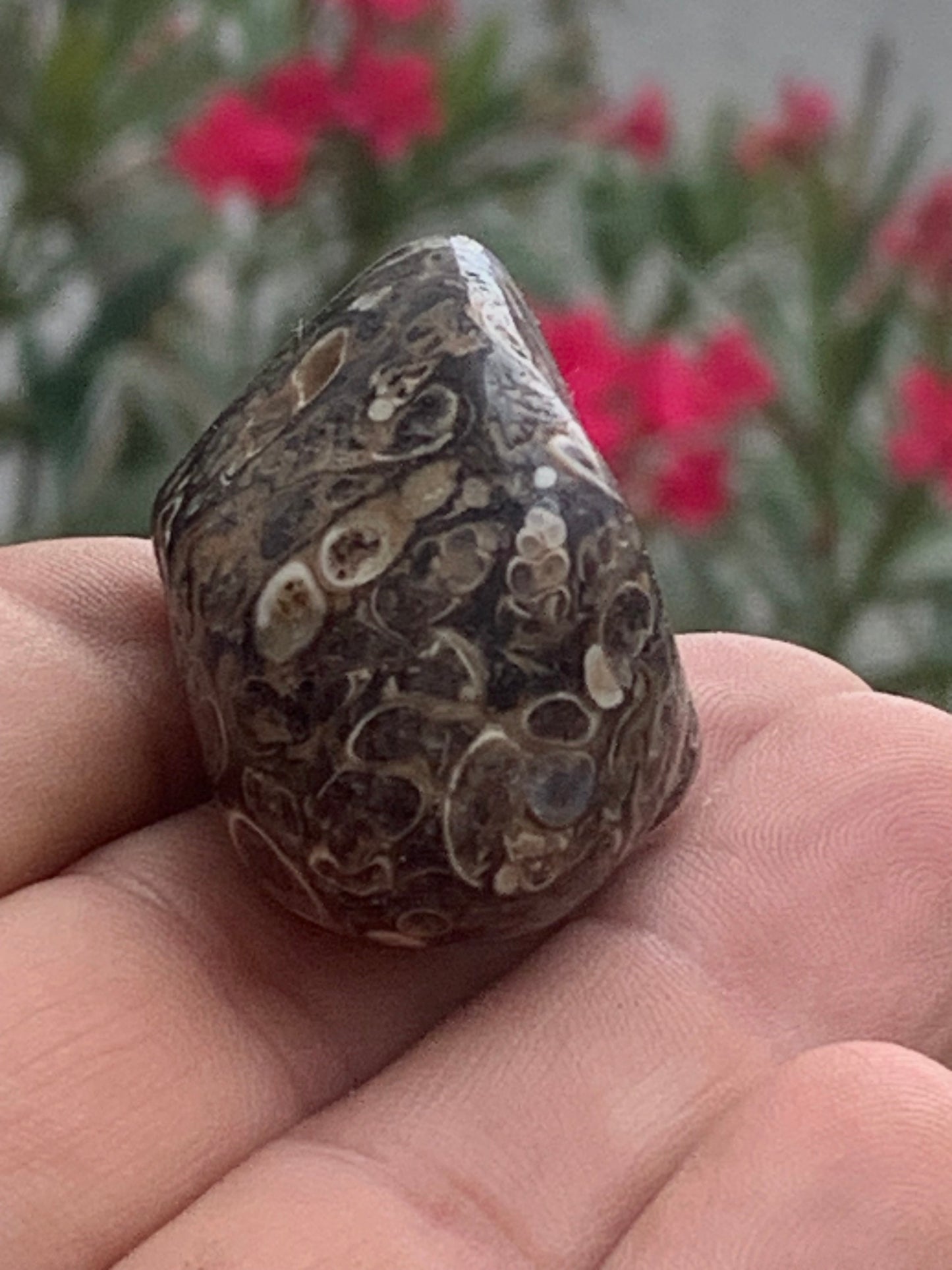 Agate turitelle/ fossile, de 50mm de hauteur x 27 de largeur x 25 d'épaisseur - 37,5 grammes. Magnifique pierre roulée faîte de fossiles !