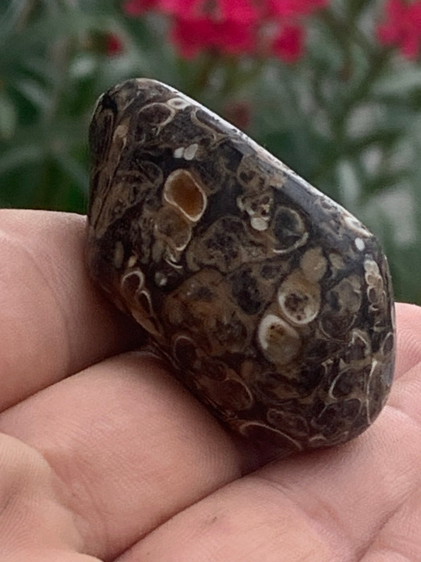 Agate turitelle/ fossile, de 50mm de hauteur x 27 de largeur x 25 d'épaisseur - 37,5 grammes. Magnifique pierre roulée faîte de fossiles !