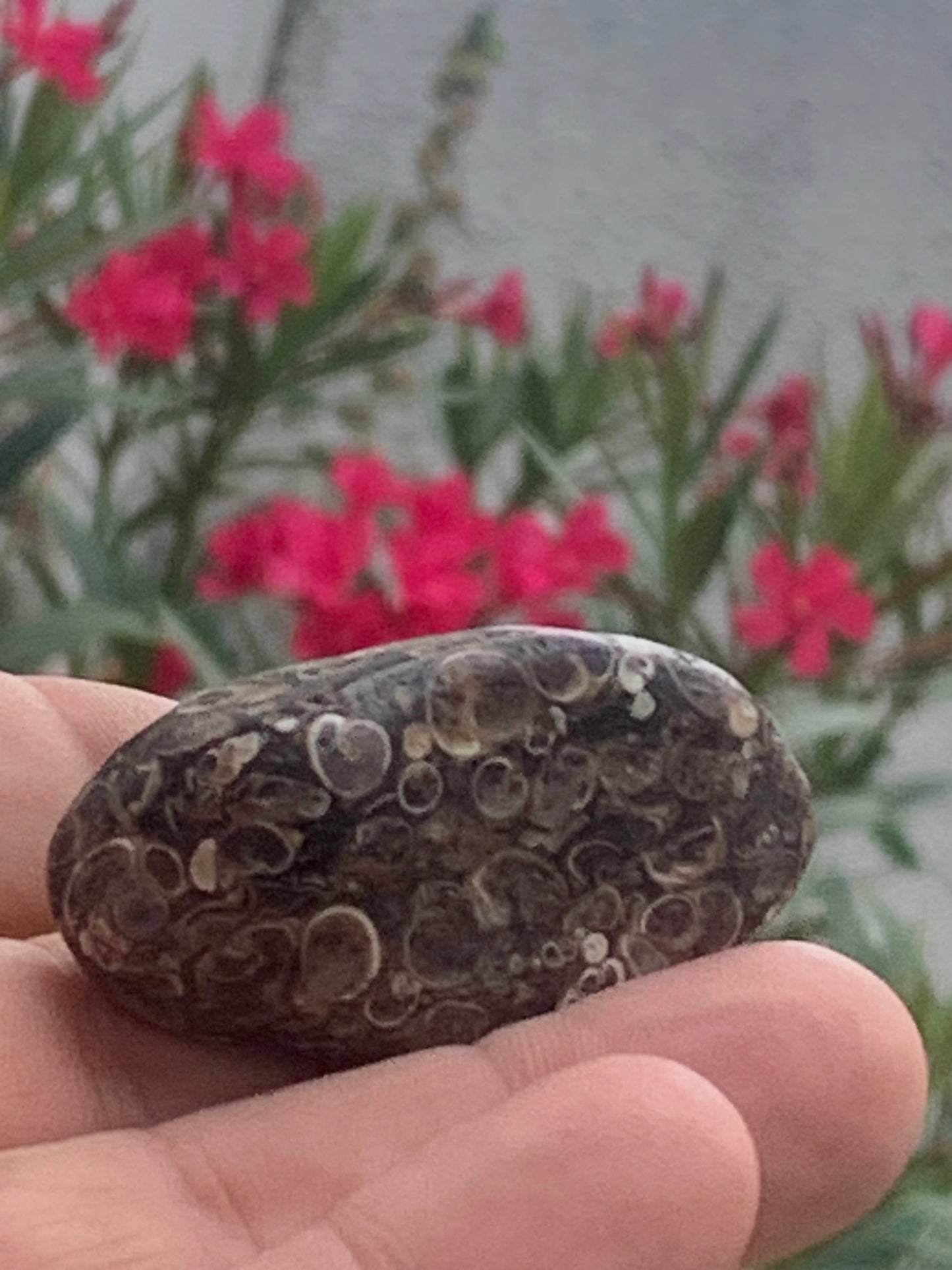 Agate turitelle/ fossile, de 50mm de hauteur x 27 de largeur x 25 d'épaisseur - 37,5 grammes. Magnifique pierre roulée faîte de fossiles !