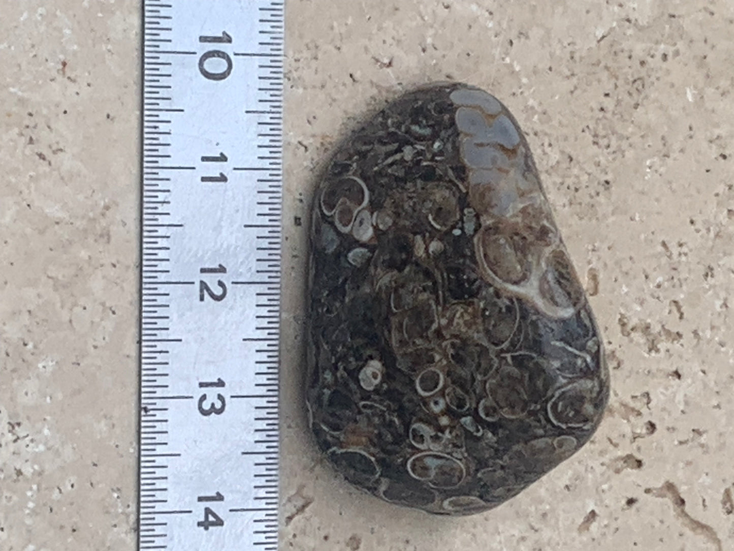 Agate turitelle/ fossile, de 39mm de hauteur x 23 de largeur x 22 d'épaisseur - 20,8 grammes. Magnifique pierre roulée faîte de fossiles !