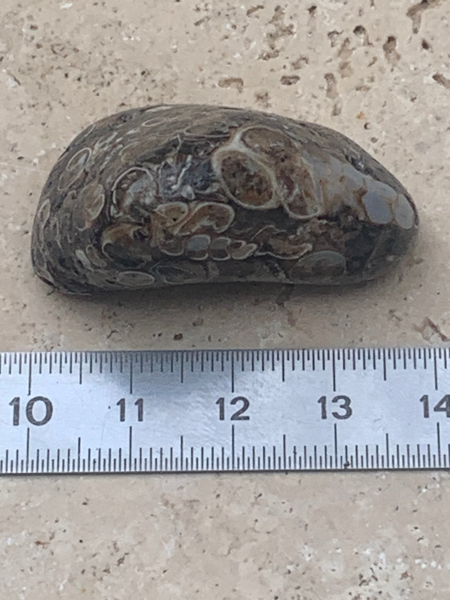 Agate turitelle/ fossile, de 39mm de hauteur x 23 de largeur x 22 d'épaisseur - 20,8 grammes. Magnifique pierre roulée faîte de fossiles !