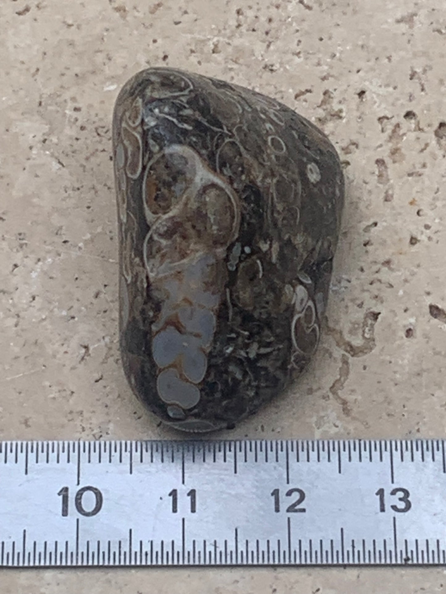 Agate turitelle/ fossile, de 39mm de hauteur x 23 de largeur x 22 d'épaisseur - 20,8 grammes. Magnifique pierre roulée faîte de fossiles !