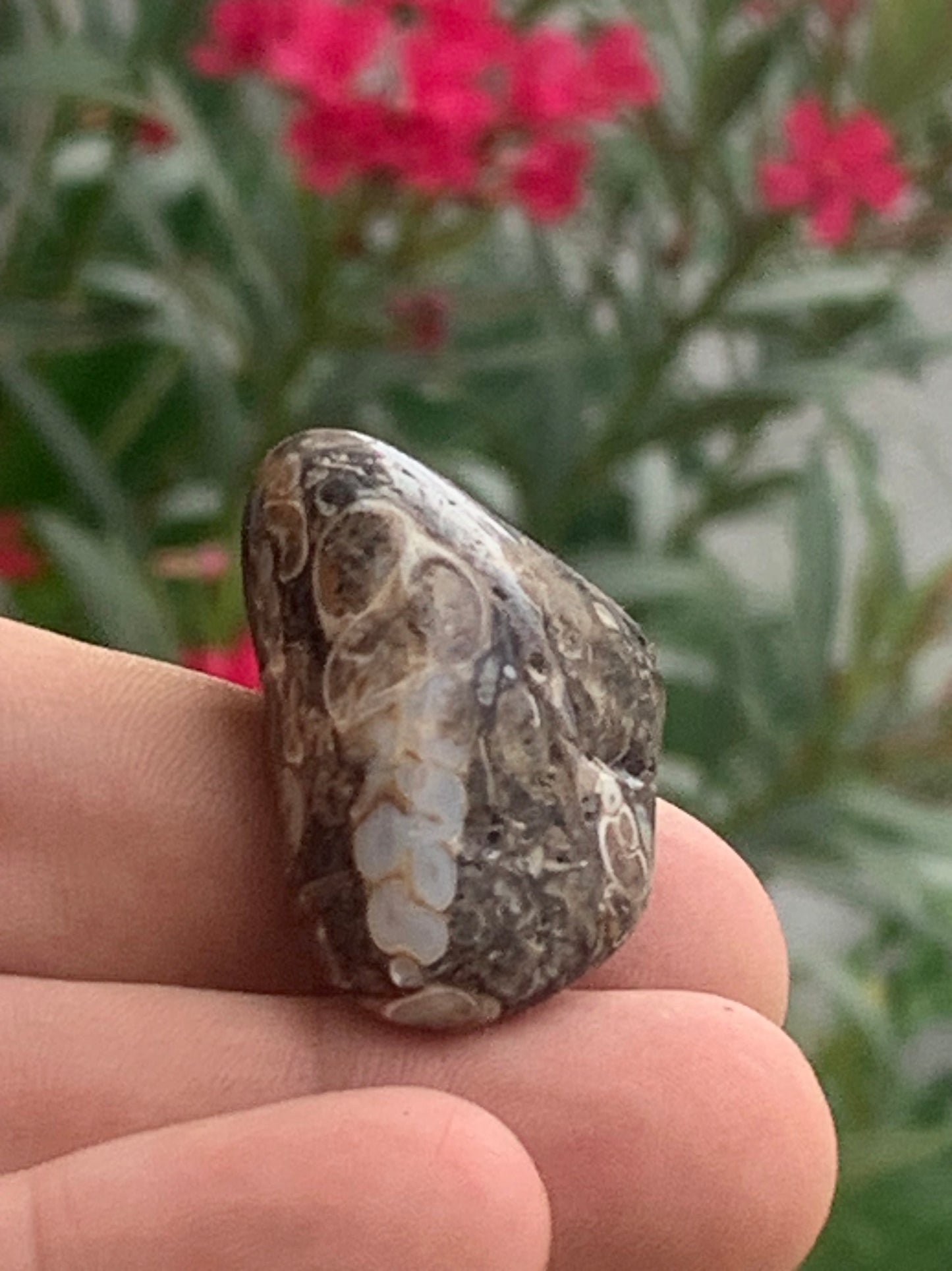 Agate turitelle/ fossile, de 39mm de hauteur x 23 de largeur x 22 d'épaisseur - 20,8 grammes. Magnifique pierre roulée faîte de fossiles !