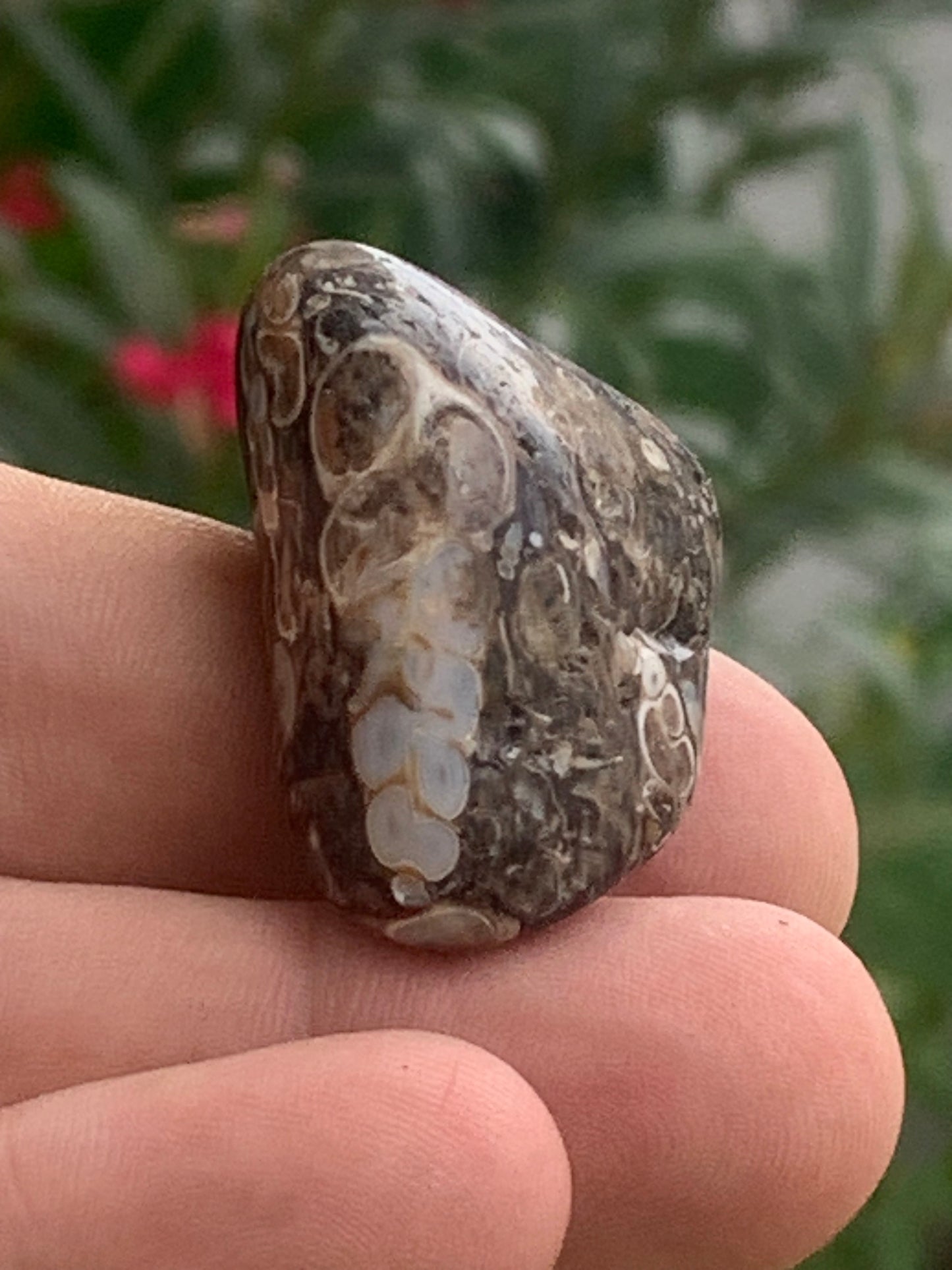 Agate turitelle/ fossile, de 39mm de hauteur x 23 de largeur x 22 d'épaisseur - 20,8 grammes. Magnifique pierre roulée faîte de fossiles !