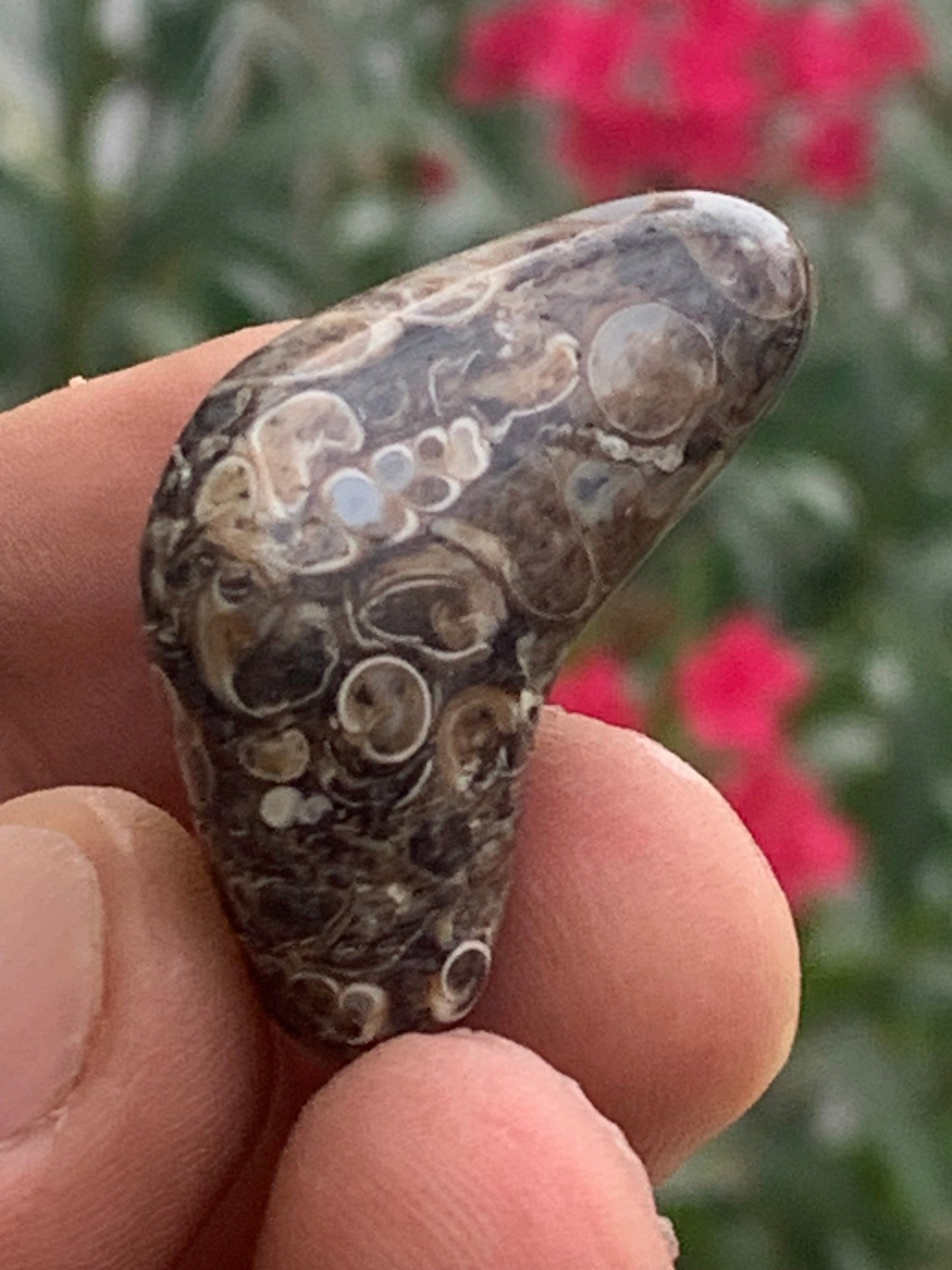 Agate turitelle/ fossile, de 39mm de hauteur x 23 de largeur x 22 d'épaisseur - 20,8 grammes. Magnifique pierre roulée faîte de fossiles !