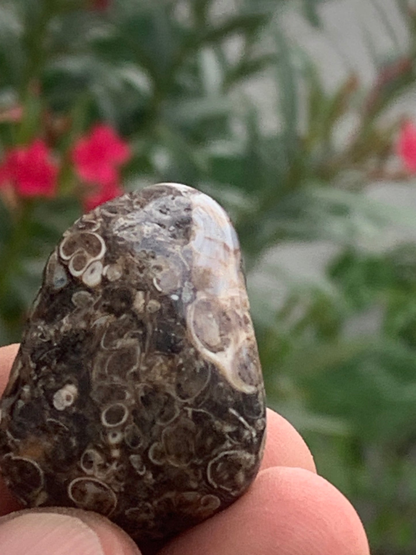 Agate turitelle/ fossile, de 39mm de hauteur x 23 de largeur x 22 d'épaisseur - 20,8 grammes. Magnifique pierre roulée faîte de fossiles !