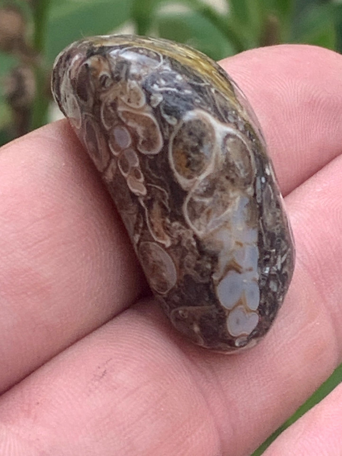 Agate turitelle/ fossile, de 39mm de hauteur x 23 de largeur x 22 d'épaisseur - 20,8 grammes. Magnifique pierre roulée faîte de fossiles !