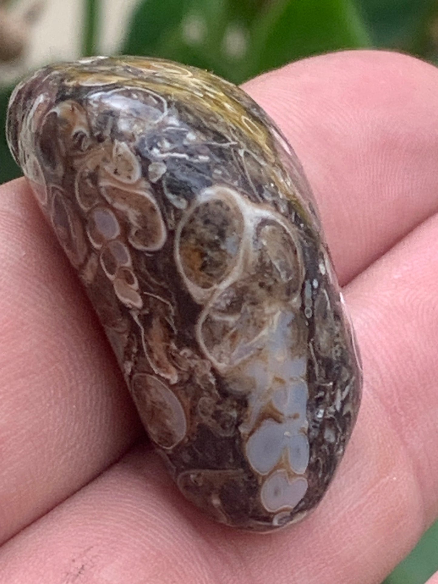Agate turitelle/ fossile, de 39mm de hauteur x 23 de largeur x 22 d'épaisseur - 20,8 grammes. Magnifique pierre roulée faîte de fossiles !