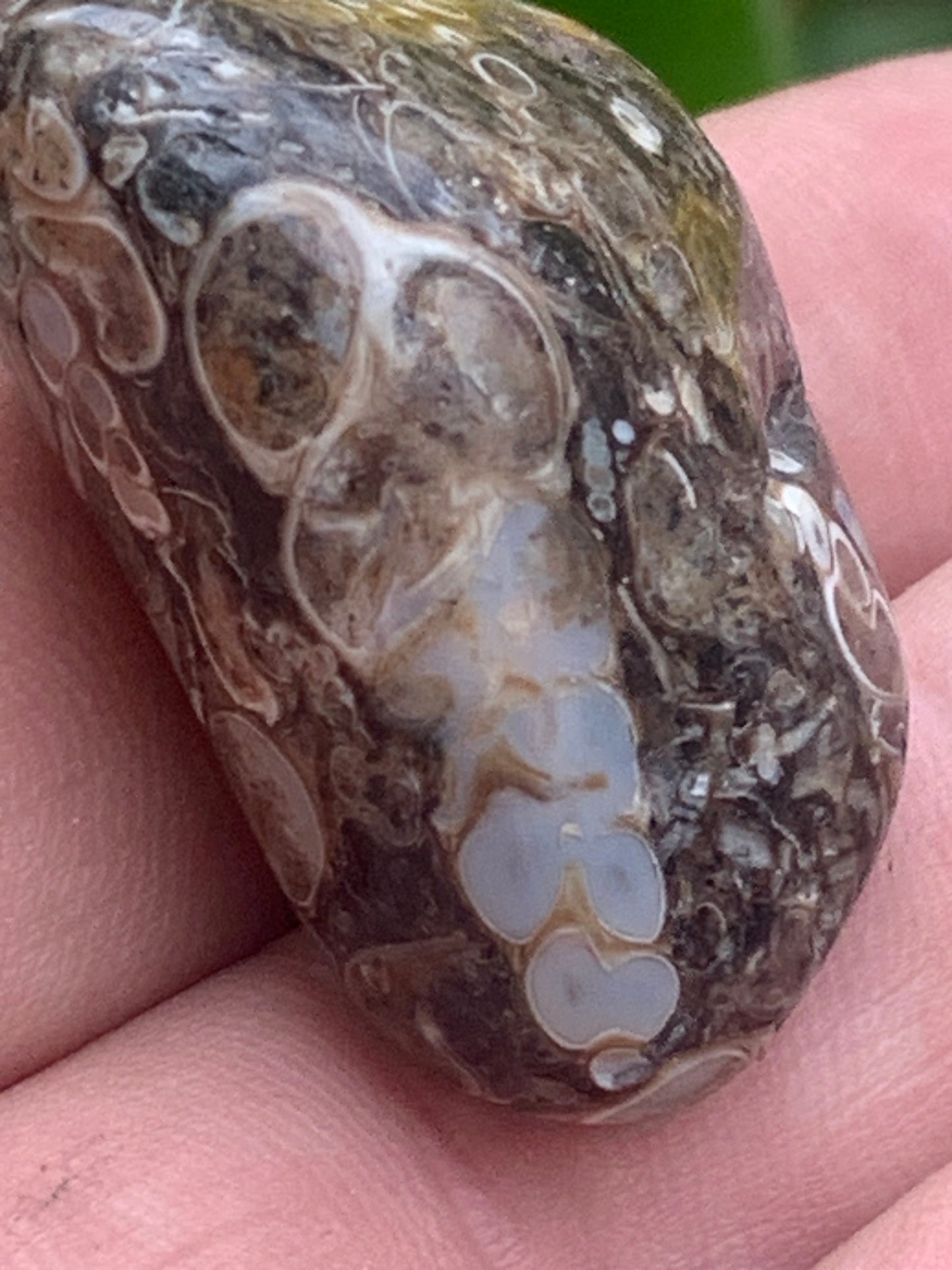 Agate turitelle/ fossile, de 39mm de hauteur x 23 de largeur x 22 d'épaisseur - 20,8 grammes. Magnifique pierre roulée faîte de fossiles !