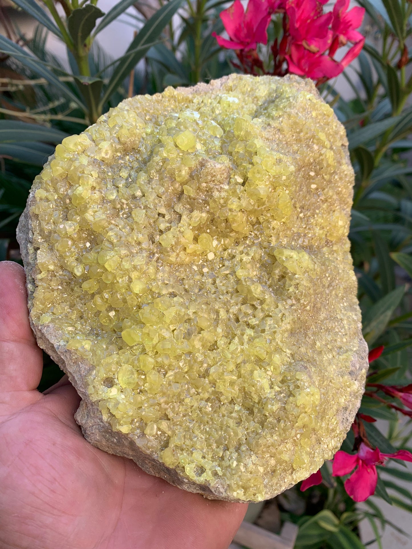 Soufre cristallisé, druse naturelle de 200 x 150 x 70 mm - 1 295 grammes environ. Une merveille de la nature !