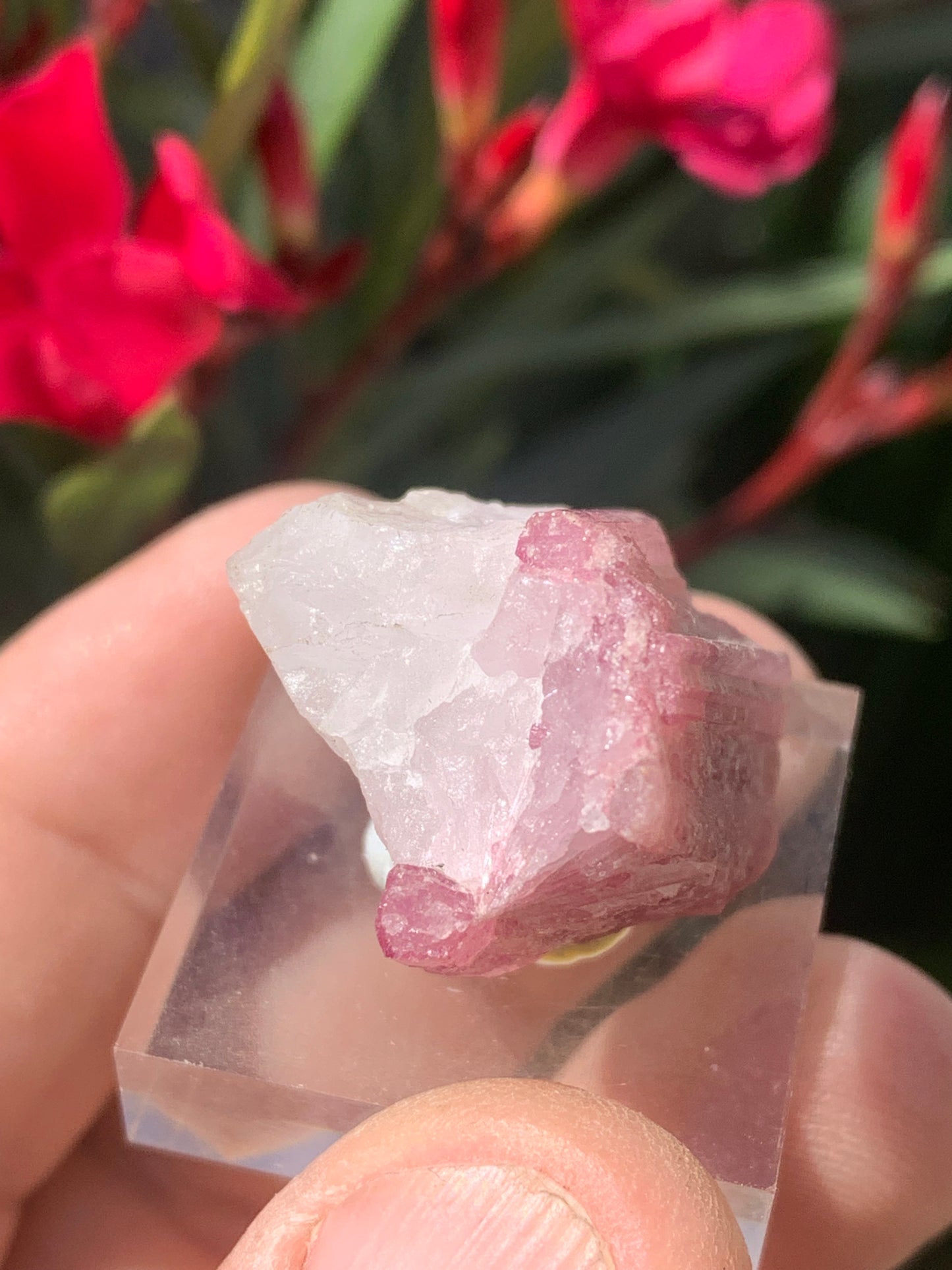 Tourmaline Rubellite, spécimen naturel de 33 x 22 x 20 mm - 17 grammes. Belle petite pièce !
