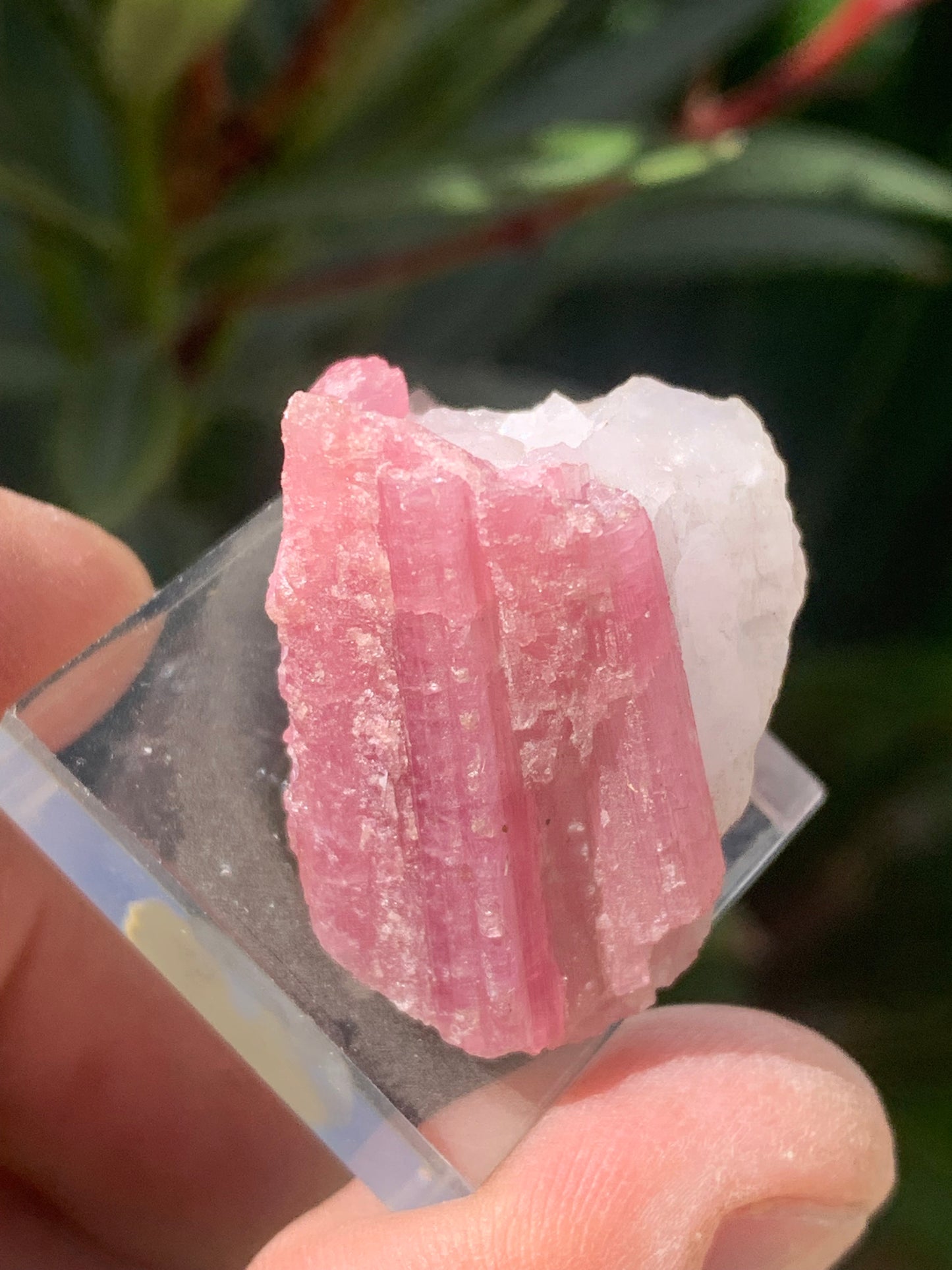 Tourmaline Rubellite, spécimen naturel de 33 x 22 x 20 mm - 17 grammes. Belle petite pièce !