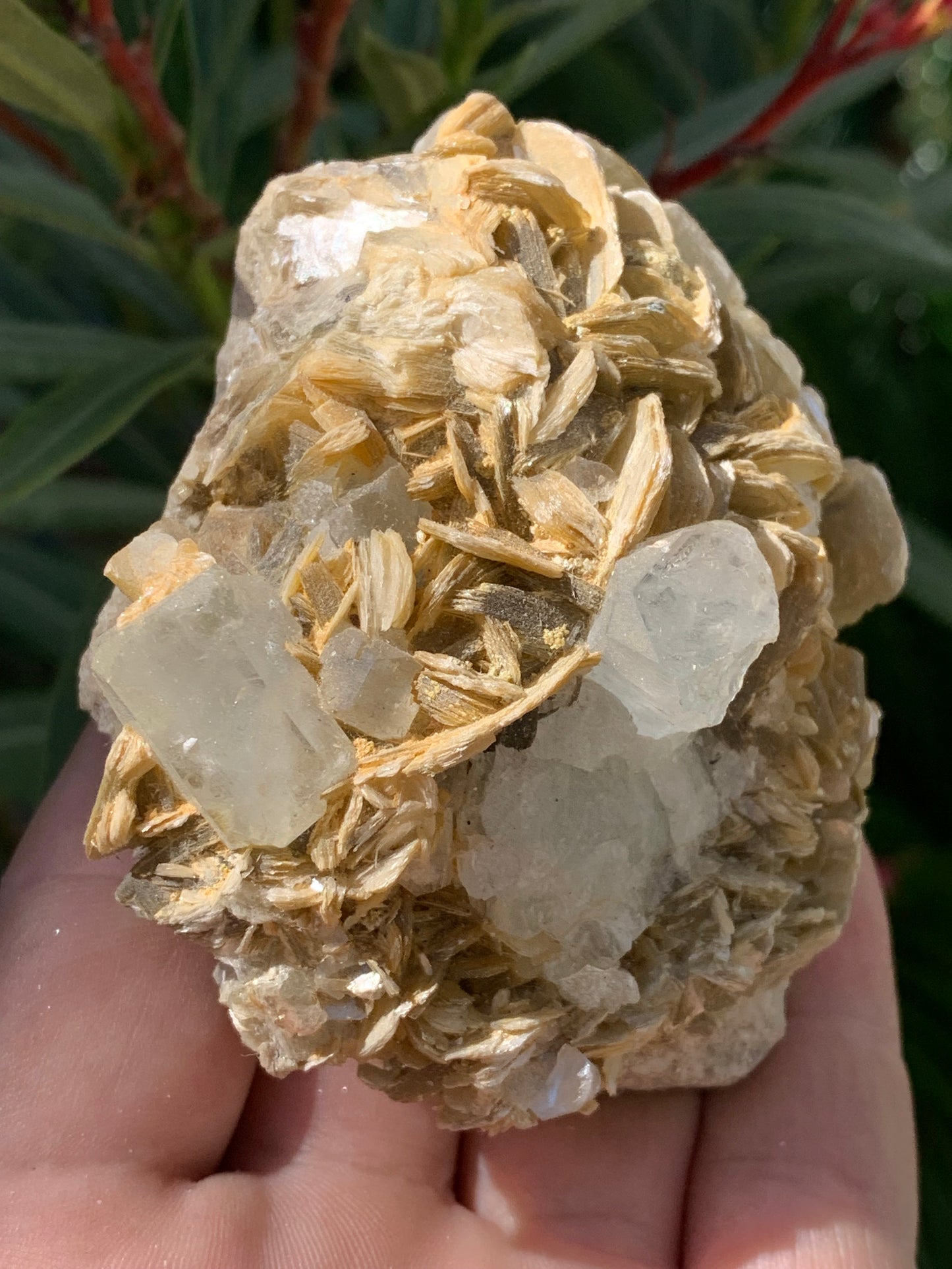 Aigue-marine avec Muscovite, superbe pièce de 82x70x51mm - 311,3 grammes, 2 magnifiques cristaux sur gangue !