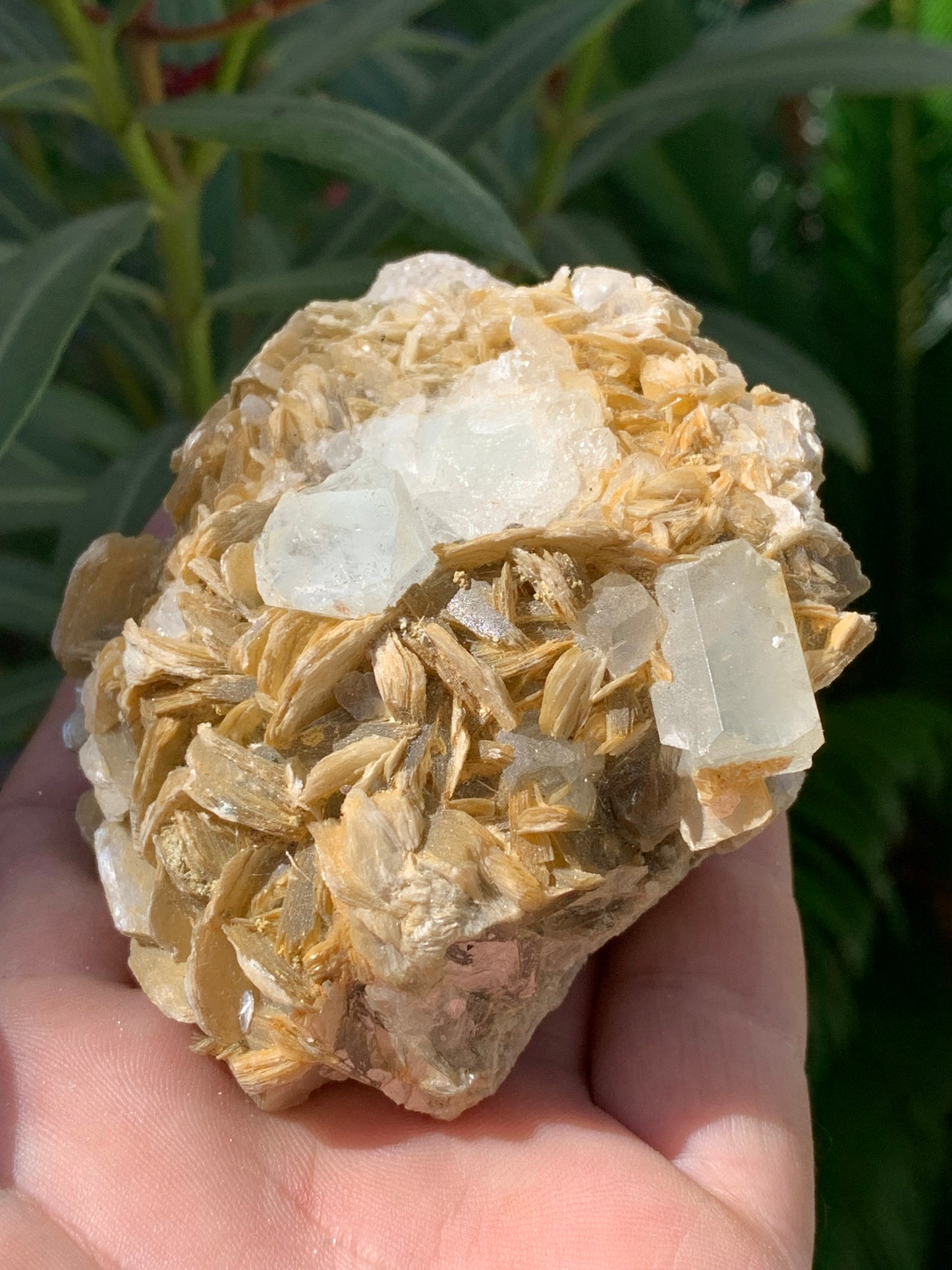 Aigue-marine avec Muscovite, superbe pièce de 82x70x51mm - 311,3 grammes, 2 magnifiques cristaux sur gangue !