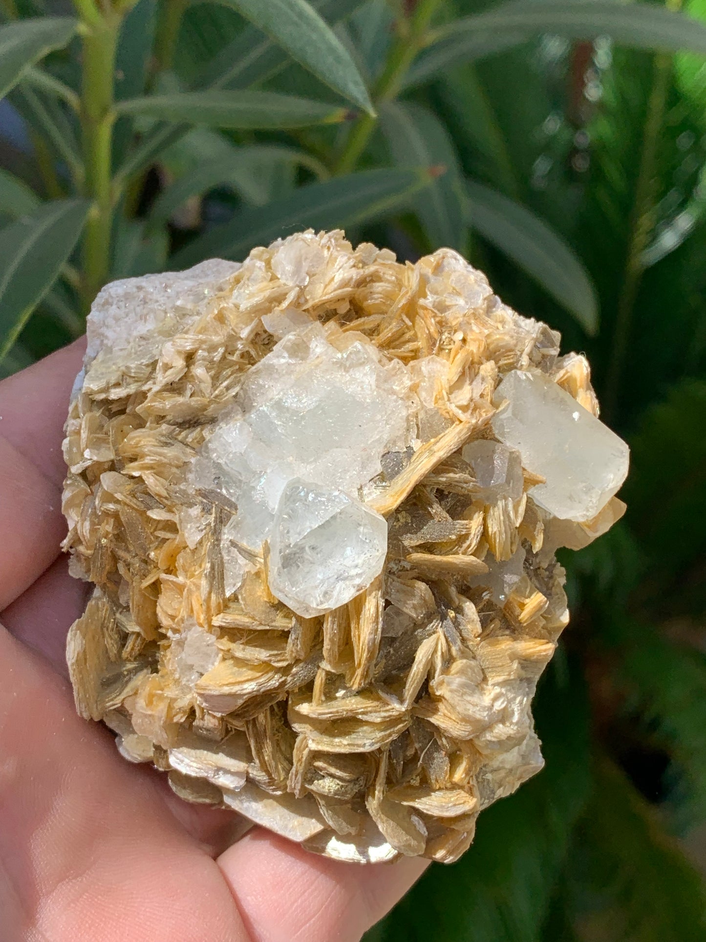 Aigue-marine avec Muscovite, superbe pièce de 82x70x51mm - 311,3 grammes, 2 magnifiques cristaux sur gangue !