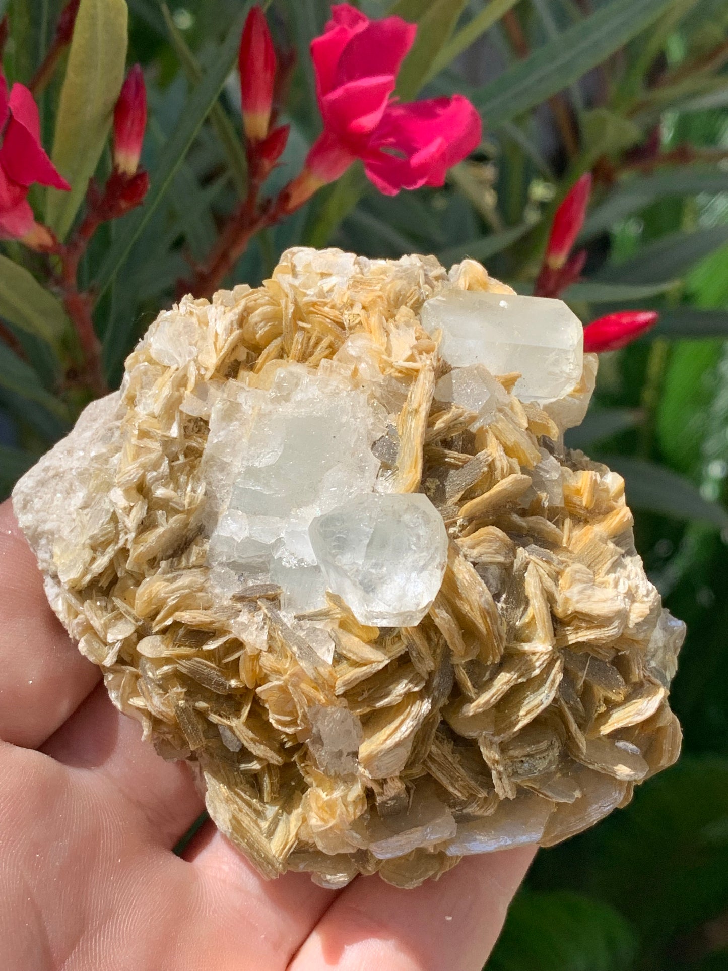 Aigue-marine avec Muscovite, superbe pièce de 82x70x51mm - 311,3 grammes, 2 magnifiques cristaux sur gangue !
