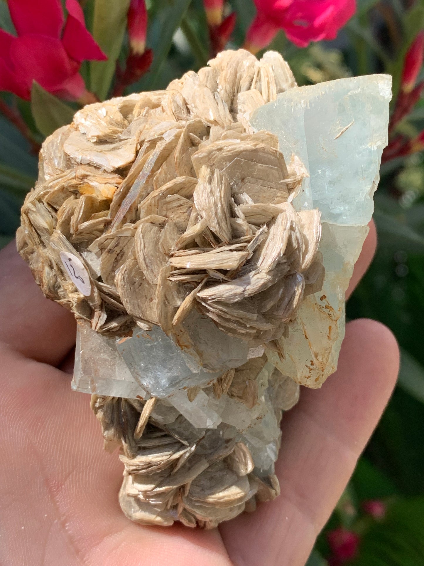 Aigue-marine avec Muscovite, superbe pièce de 87x63x60mm - 218,5 grammes, 3 magnifiques cristaux dont un très gros sur gangue !