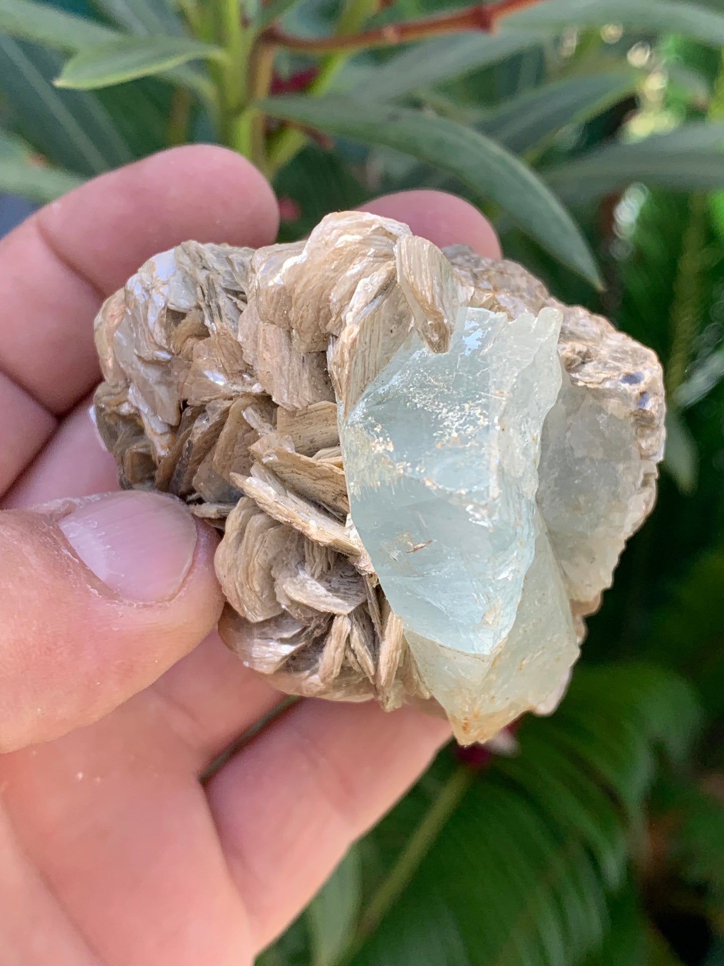 Aigue-marine avec Muscovite, superbe pièce de 87x63x60mm - 218,5 grammes, 3 magnifiques cristaux dont un très gros sur gangue !