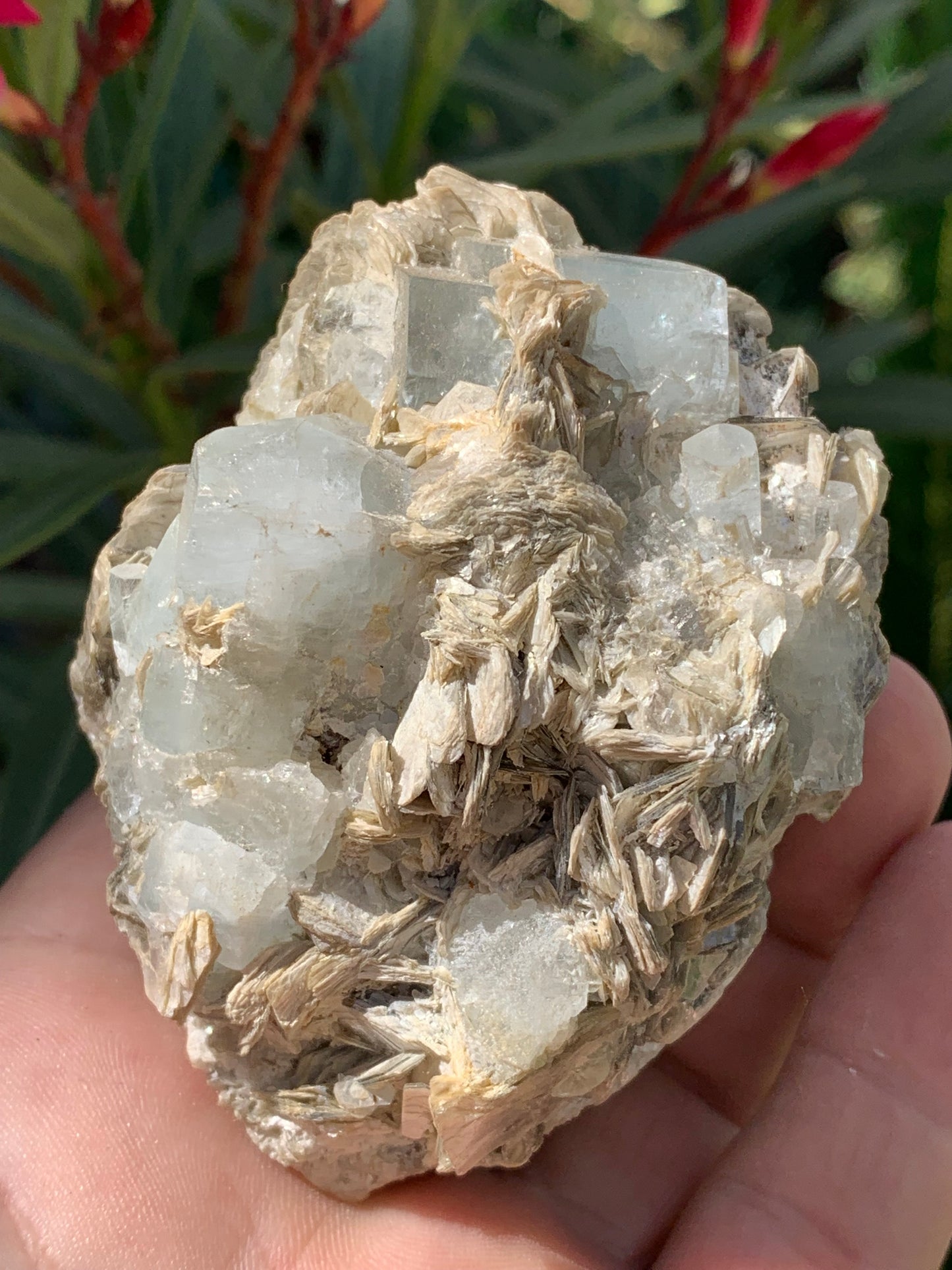 Aigue-marine avec Muscovite, superbe pièce de 76x73x67mm - 321 grammes, 5 magnifiques cristaux de belles tailles !