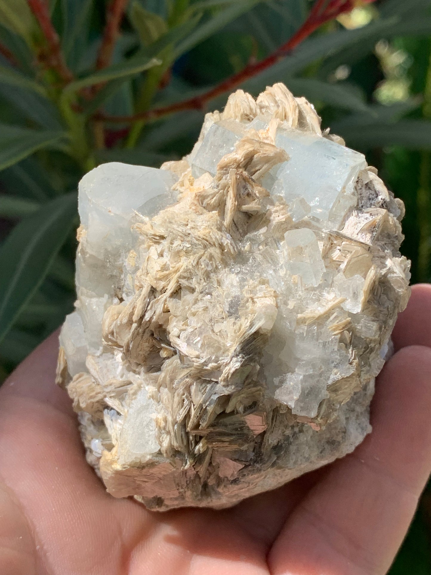Aigue-marine avec Muscovite, superbe pièce de 76x73x67mm - 321 grammes, 5 magnifiques cristaux de belles tailles !