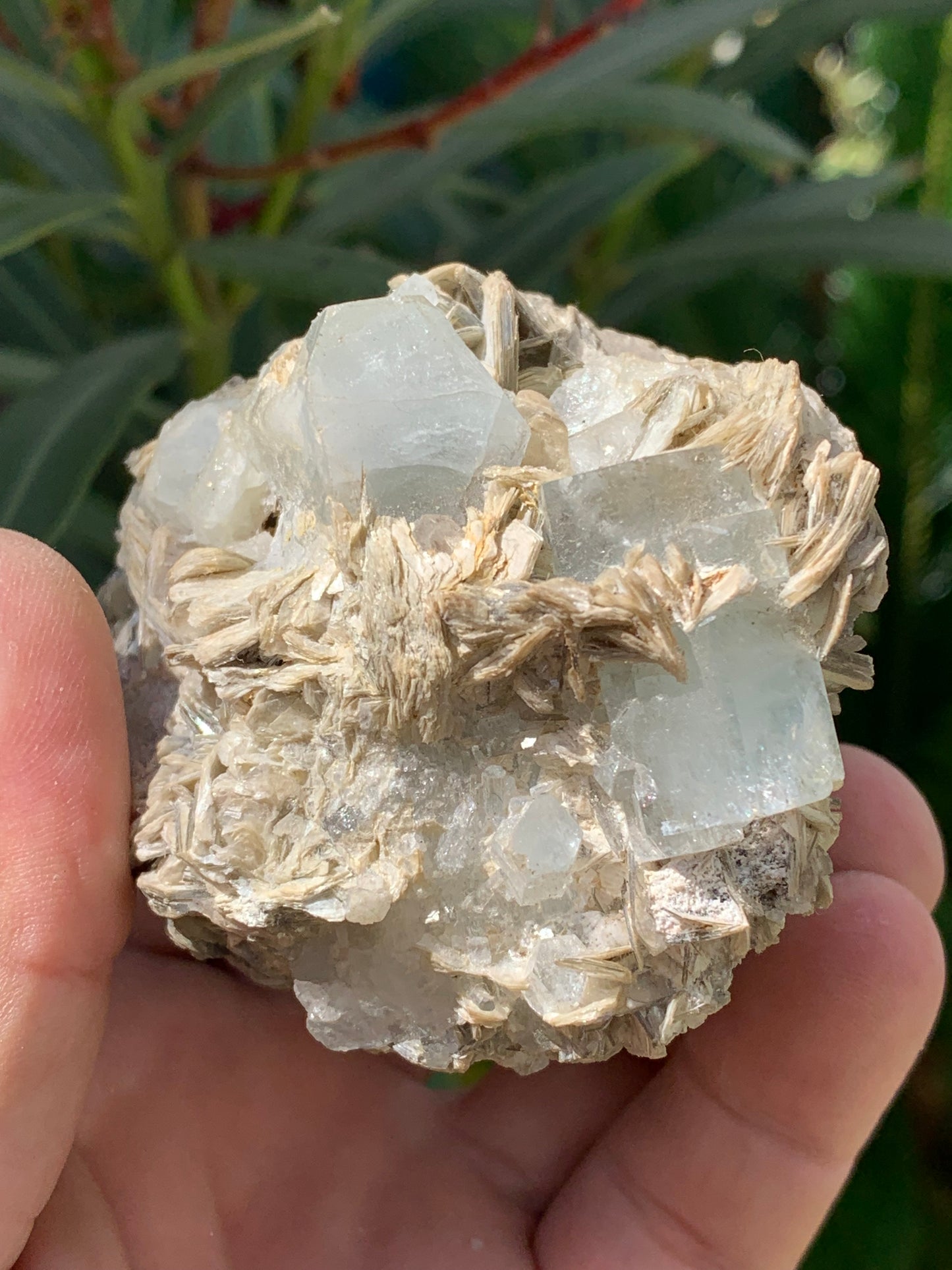 Aigue-marine avec Muscovite, superbe pièce de 76x73x67mm - 321 grammes, 5 magnifiques cristaux de belles tailles !
