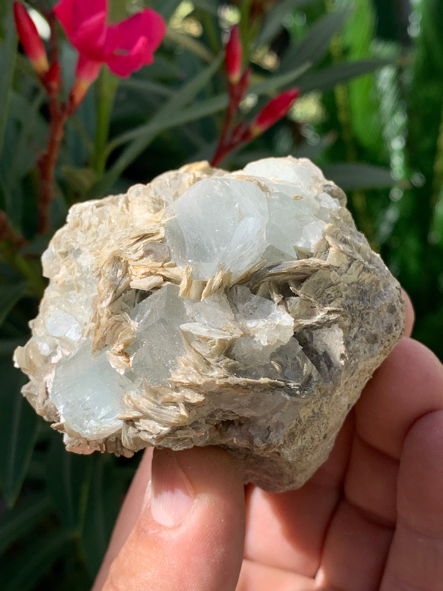 Aigue-marine avec Muscovite, superbe pièce de 76x73x67mm - 321 grammes, 5 magnifiques cristaux de belles tailles !