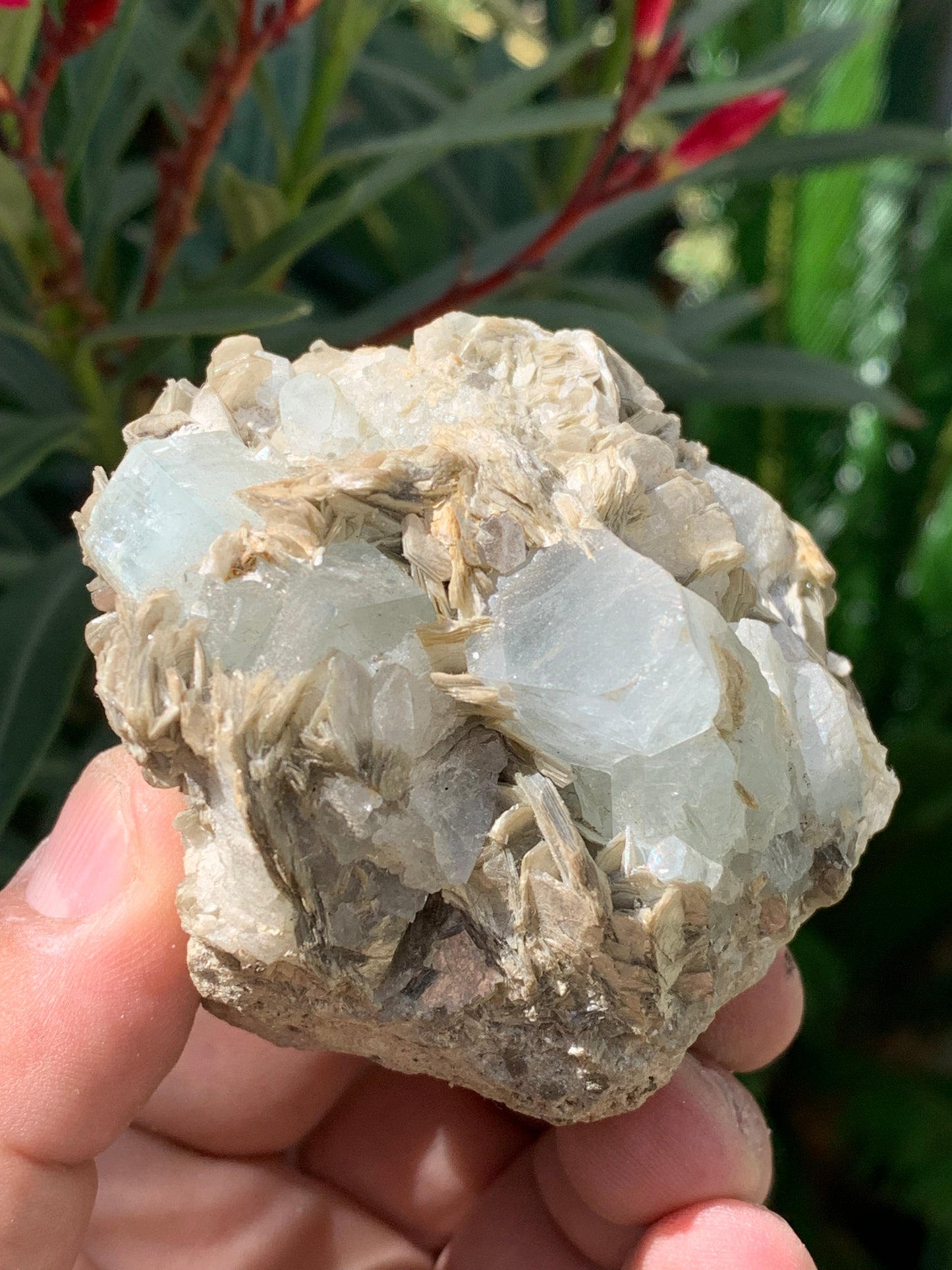 Aigue-marine avec Muscovite, superbe pièce de 76x73x67mm - 321 grammes, 5 magnifiques cristaux de belles tailles !