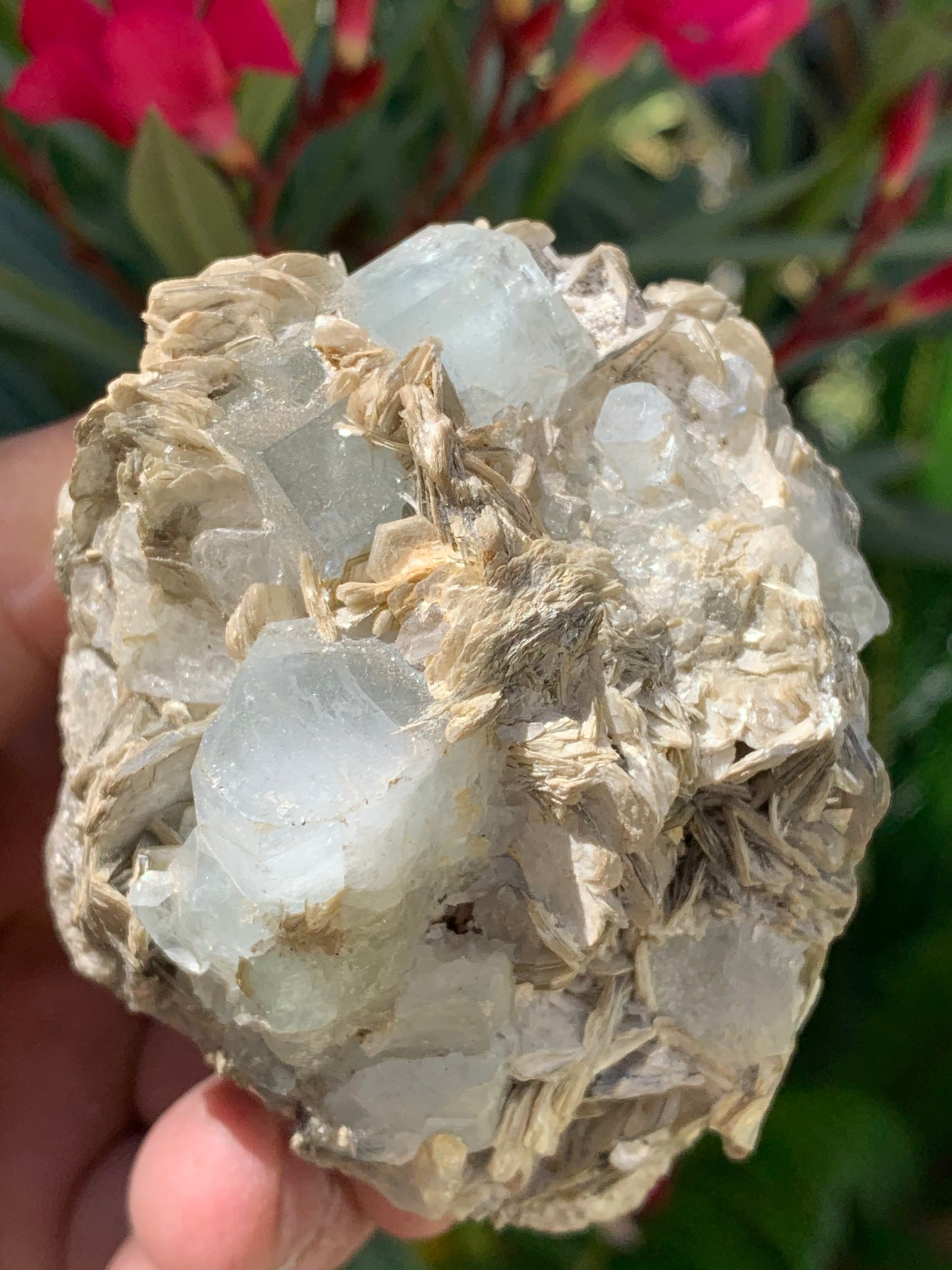 Aigue-marine avec Muscovite, superbe pièce de 76x73x67mm - 321 grammes, 5 magnifiques cristaux de belles tailles !