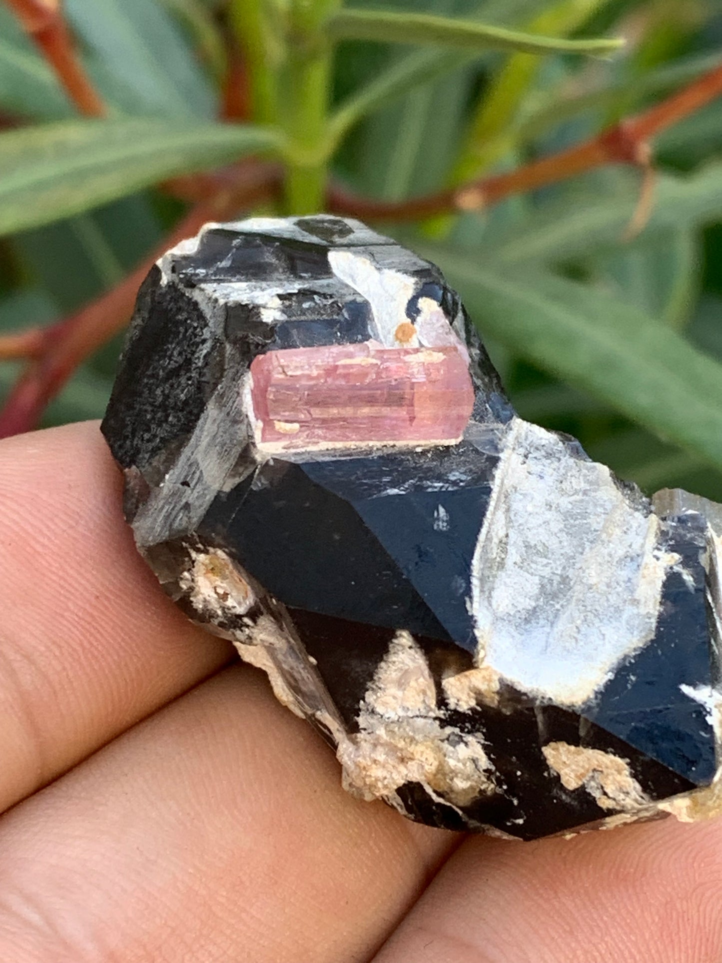 Morion Quartz / Smoky Quartz with Rubellite Tourmaline, natural specimen of 50 x 37 x 24mm - 37.5 grams. Beautiful little piece!