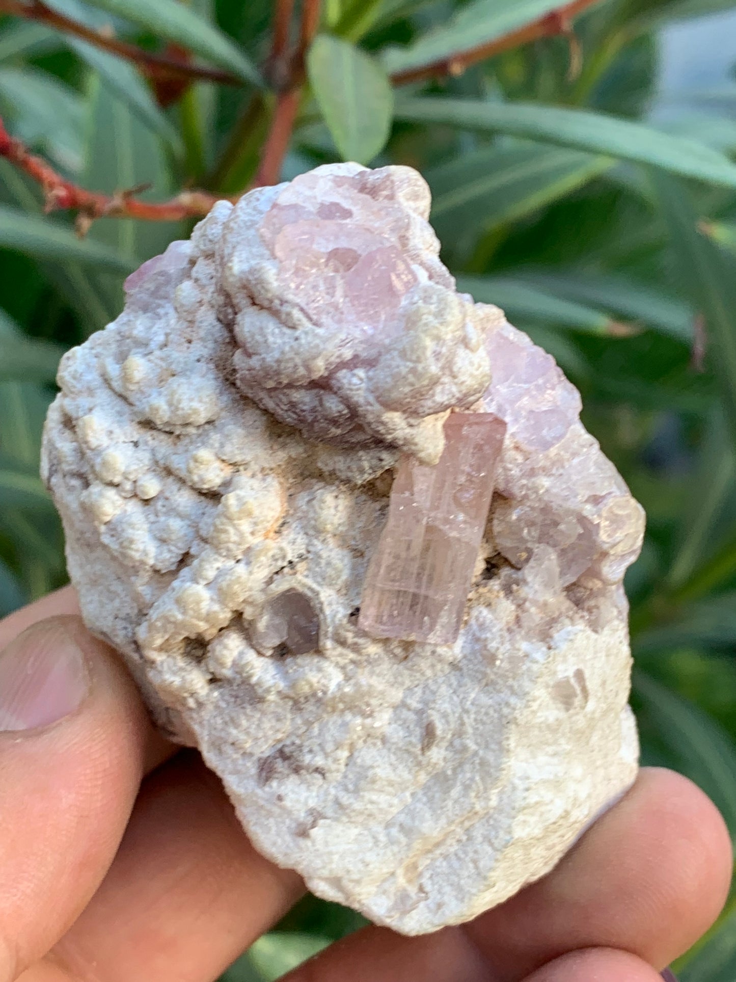 Tourmaline Rubellite, 71 x 59 x 48mm - 207,2 grammes. Une très belle petite pièce remplis de cristaux !