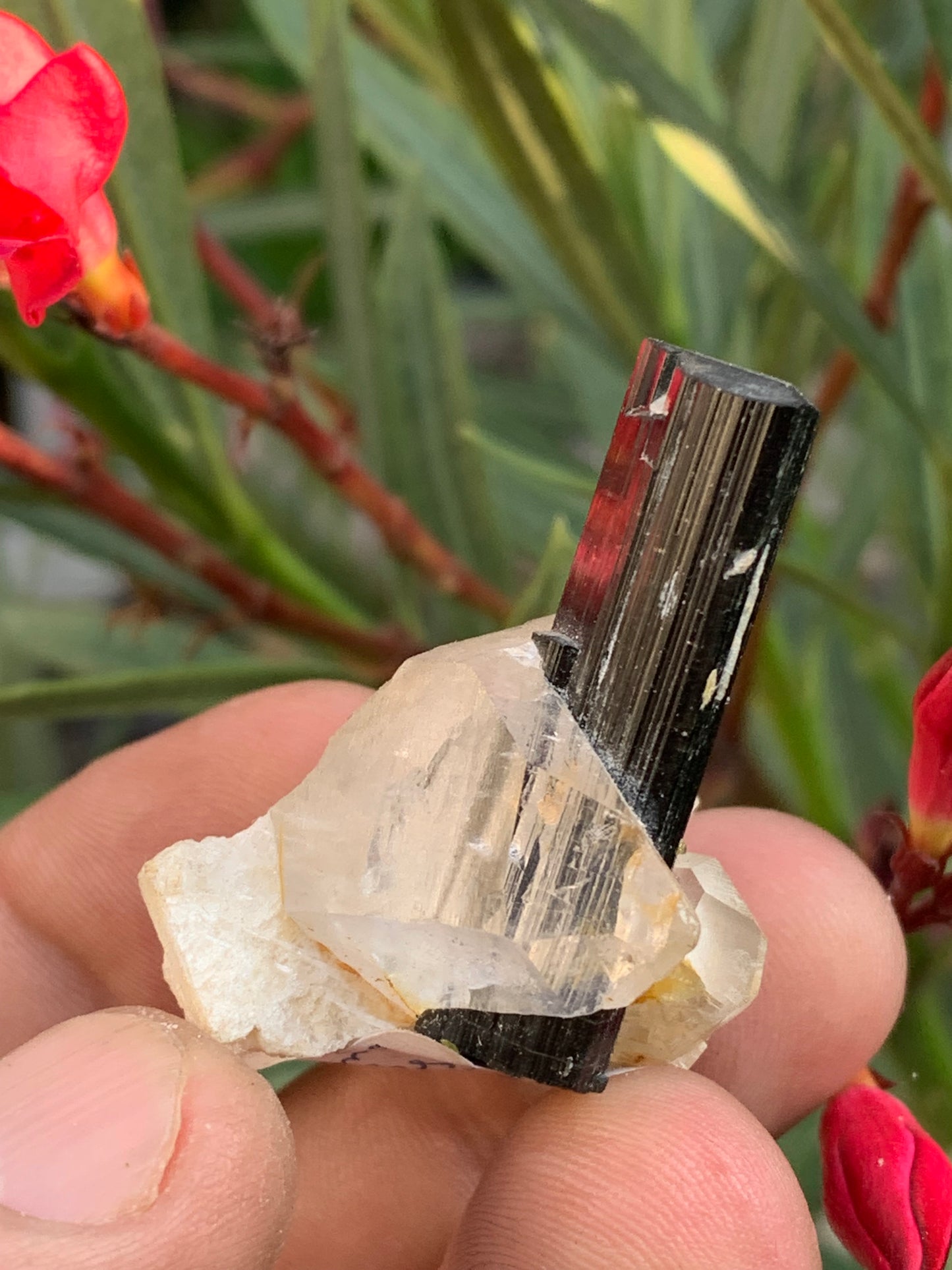 Green Tourmaline/Verdelite on Quartz Crystal, Natural Specimen 46 x 35 x 33 mm - Approximately 27.7 grams. 1 beautiful crystal with a green-terminated tourmaline point running through it!