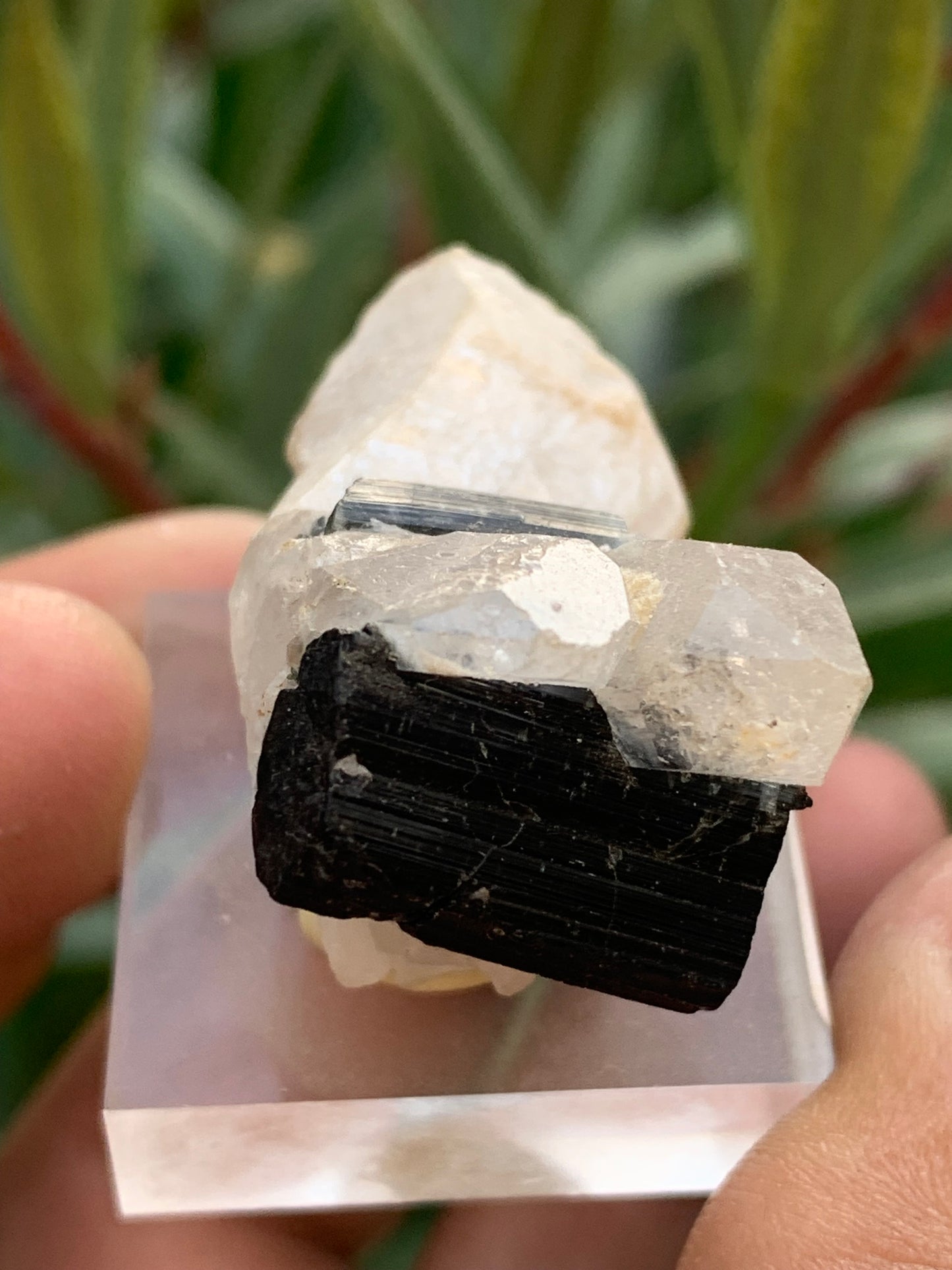 Black Tourmaline, natural specimen measuring 38 x 26 x 23 mm - 19.5 grams. A very beautiful tourmaline on Quartz and green Kunzite!